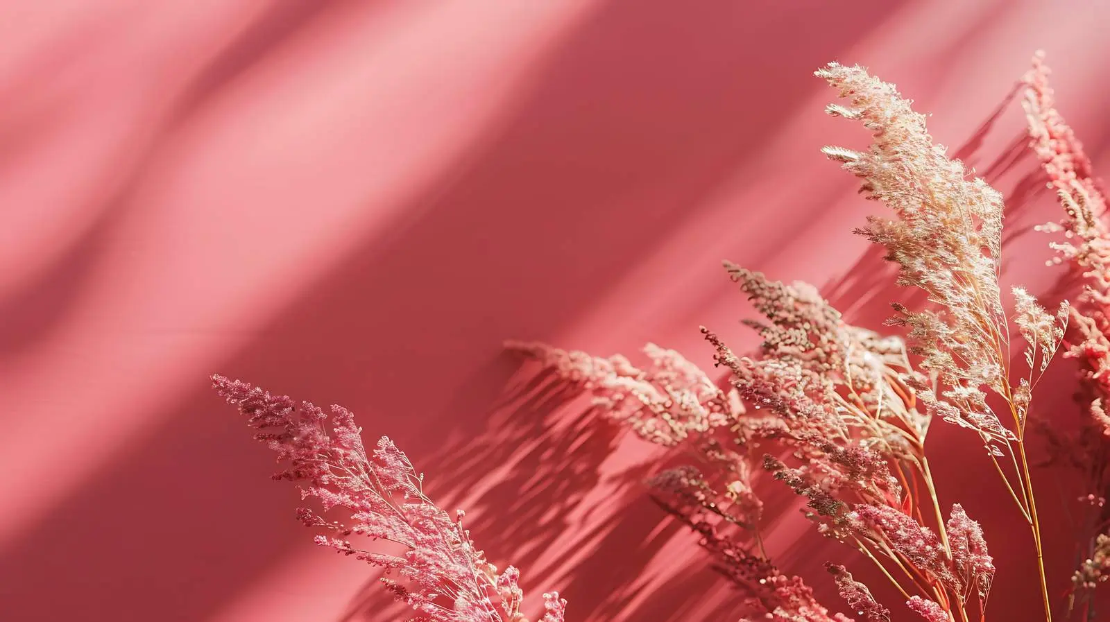 Flat Lay of Dry Grass on Orange Background – free face image from Dotvec