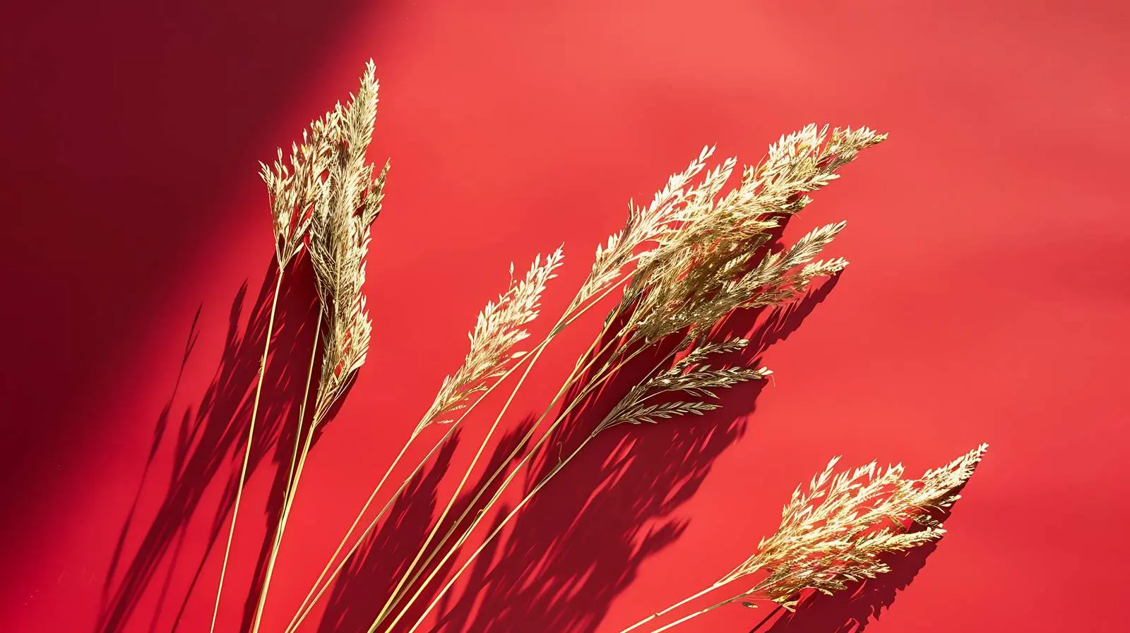 Dry Grass Flatlay on Red Background – free abstract image from Dotvec