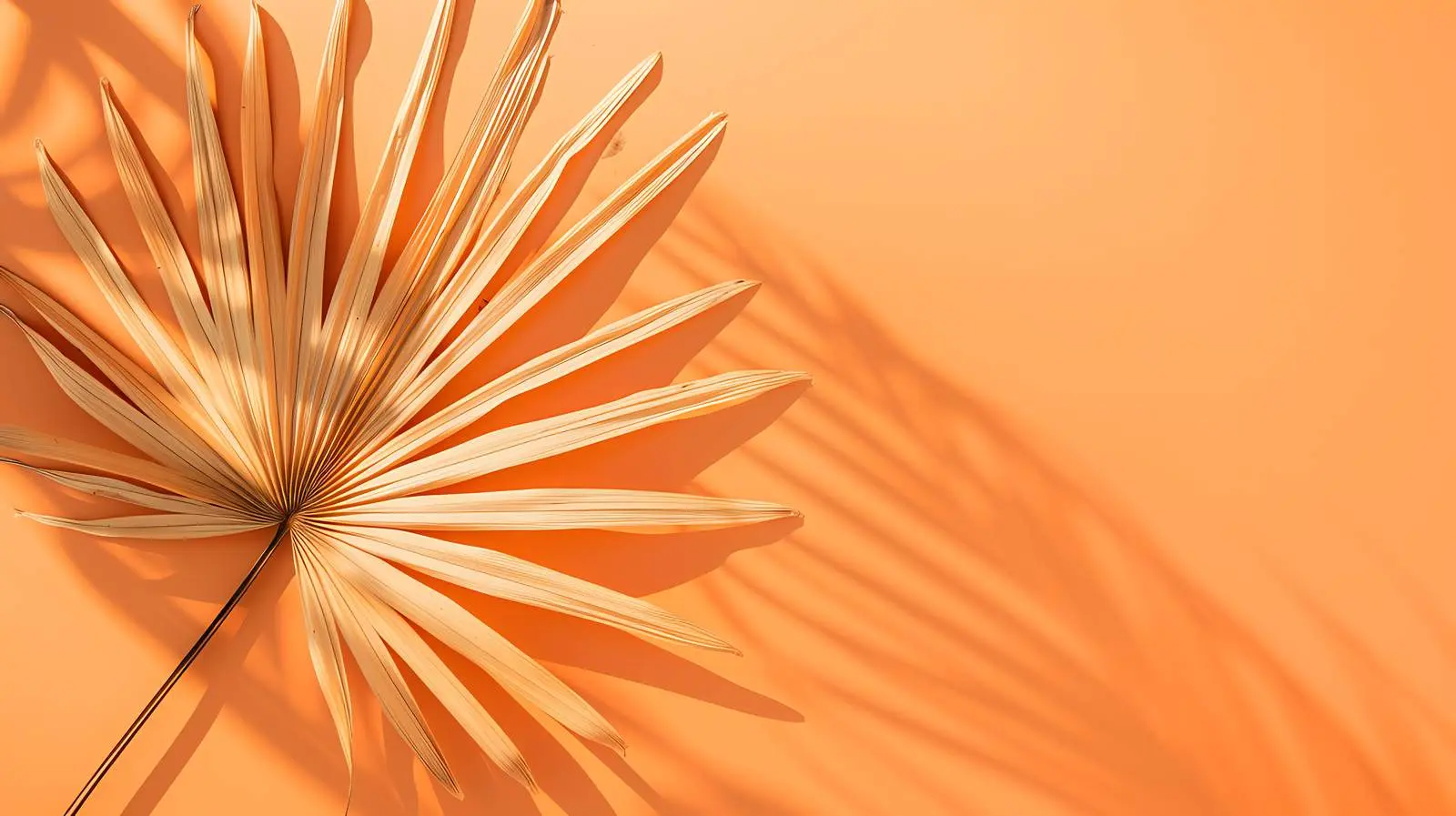 Dry Palm Leaf on Orange Background Flatlay – free abstract image from Dotvec