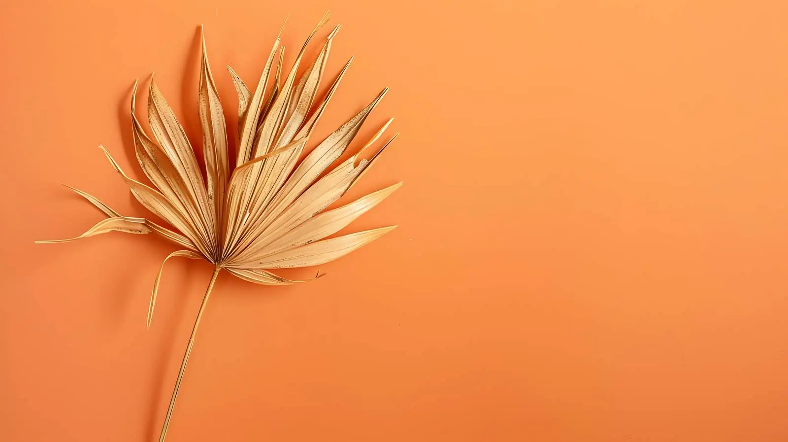 Dry Palm Leaf on Orange Background Flatlay – free abstract image from Dotvec