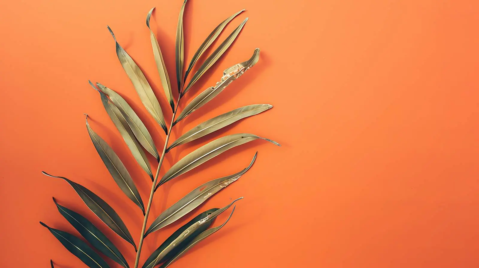 Dry Palm Leaf on Orange Background Flatlay – free studio image from Dotvec