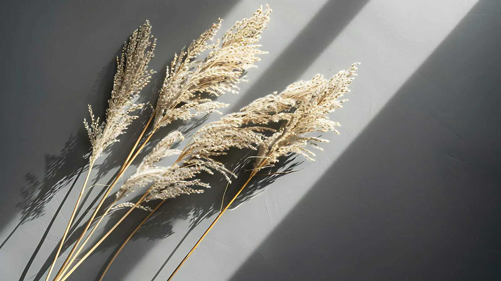 Dry Pampas Grass Flatlay on Dark Grey Background – free calm image from Dotvec