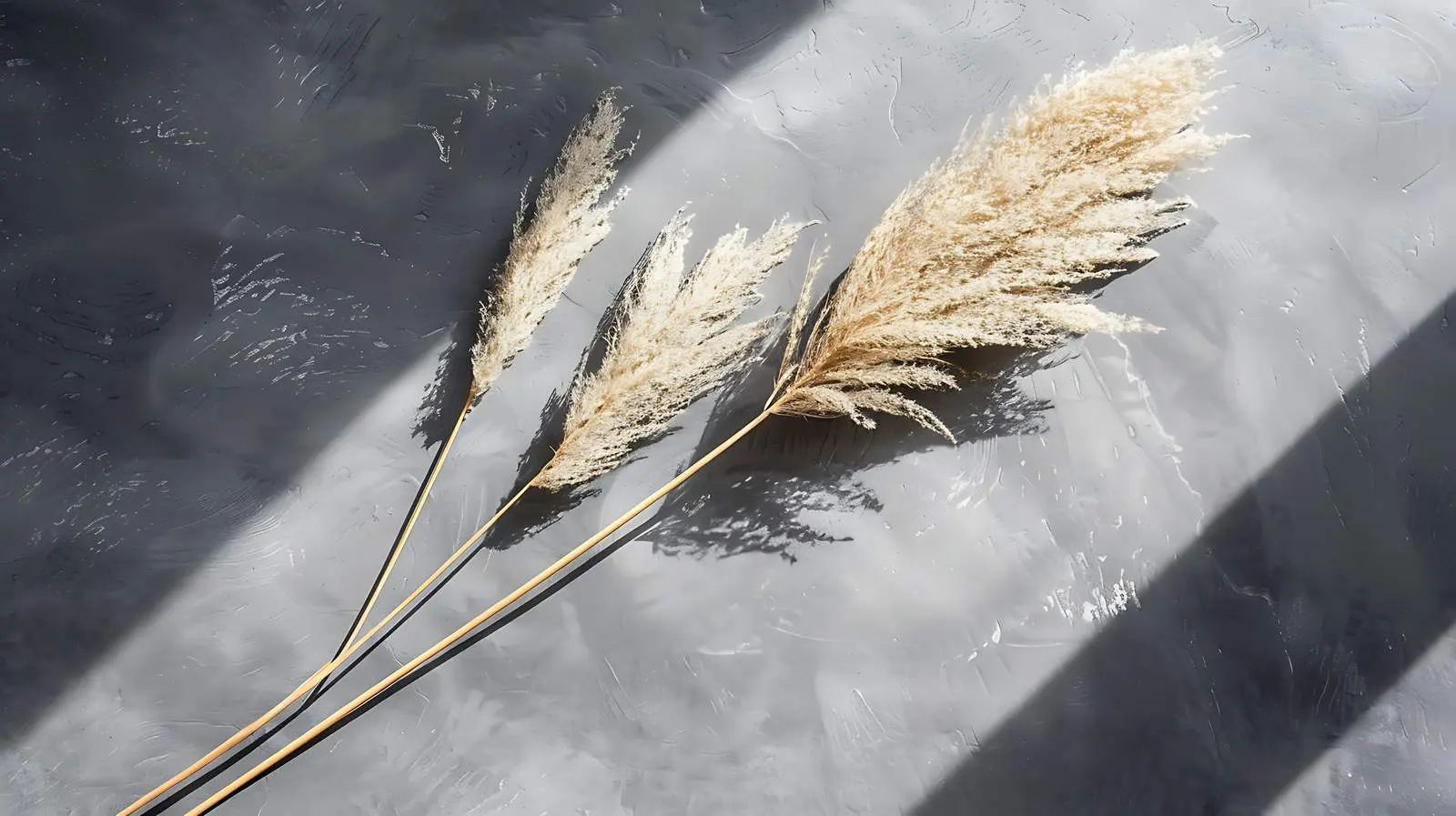 Dry Pampas Grass Stem Flatlay on Dark Grey – free prints image from Dotvec