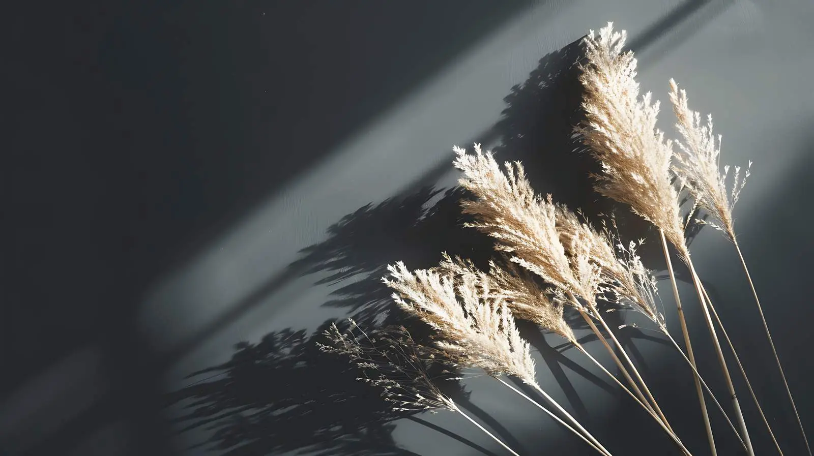 Elegant Flatlay of Dry Pampas Grass Stem – free sign in image from Dotvec