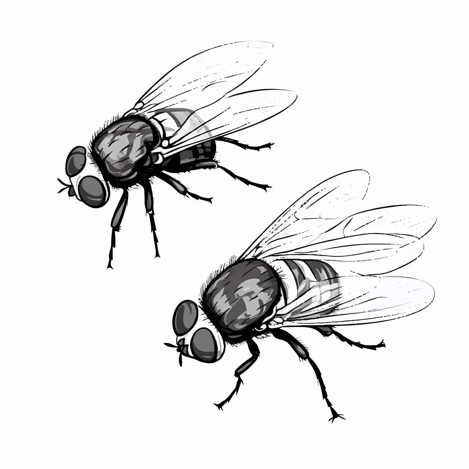 Vector Sketch of Flies Isolated on White Background — free download from Dotvec