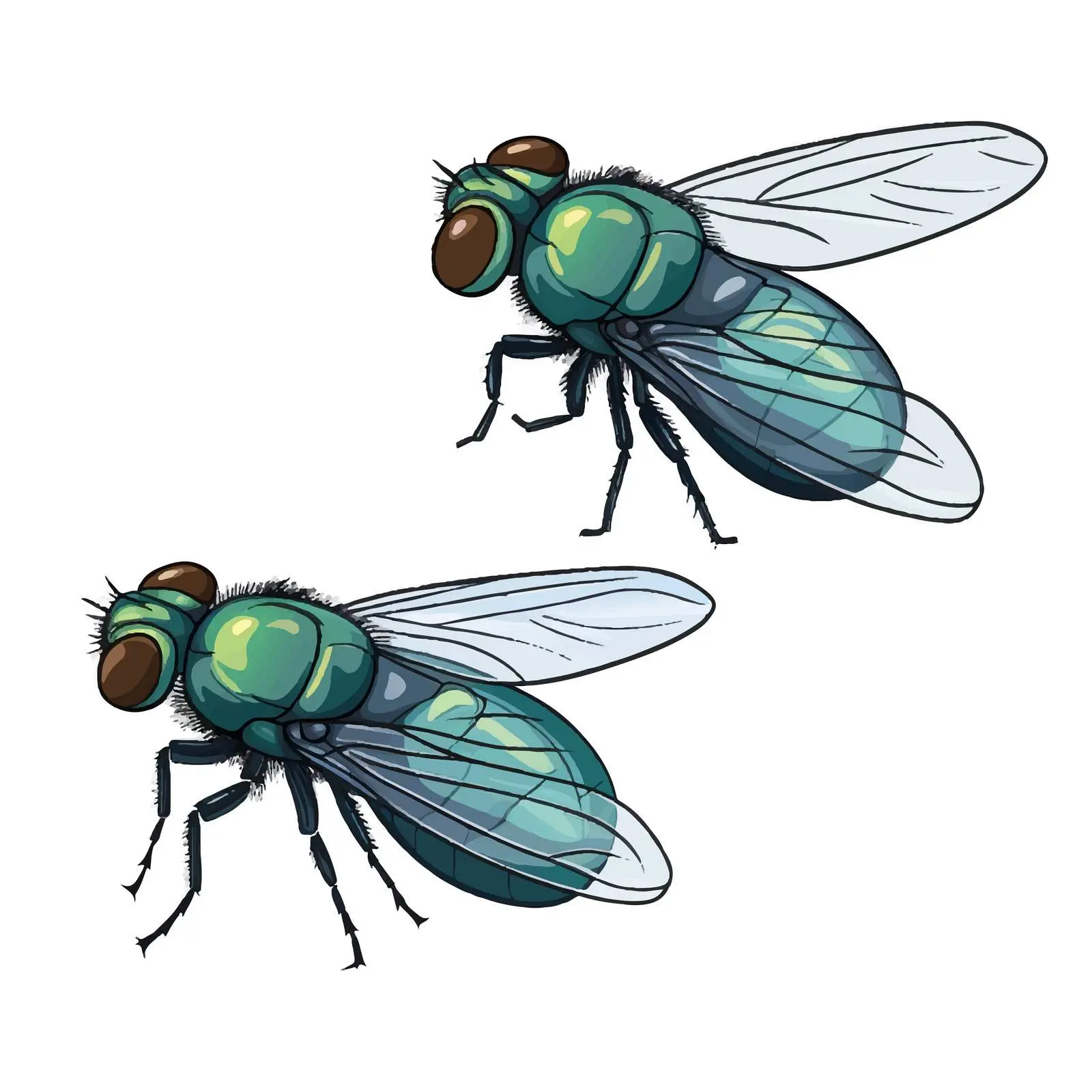 Vector Sketch of Flies Isolated on White Background — free download from Dotvec