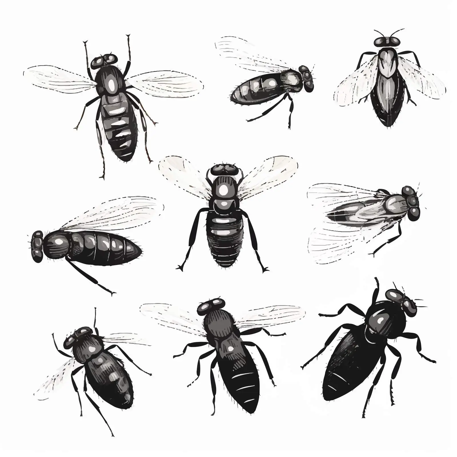Sketch Vector Illustration of Flies on White Background — free download from Dotvec