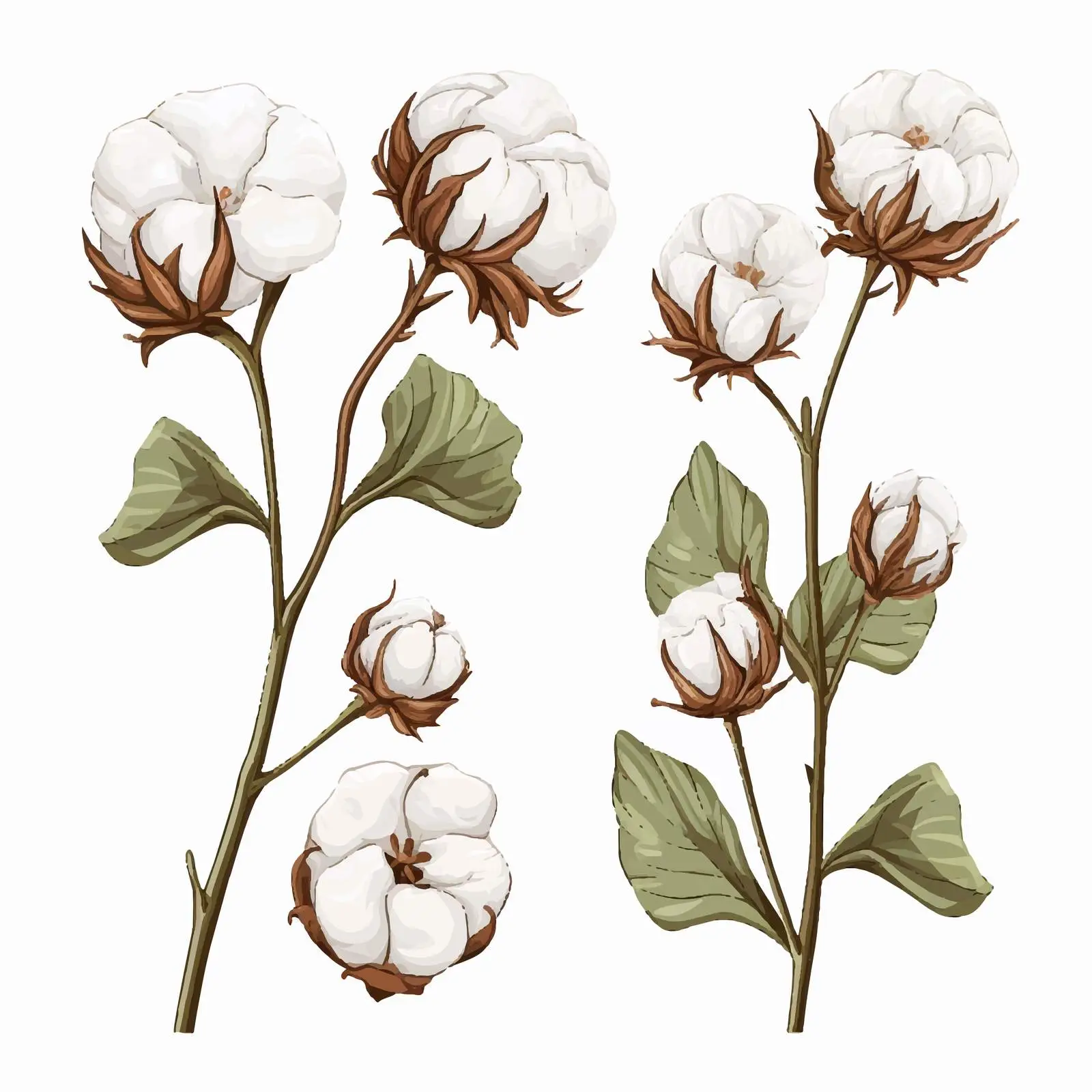 Fluffy Cotton Flower Bolls and Blossomed Buds — free download from Dotvec