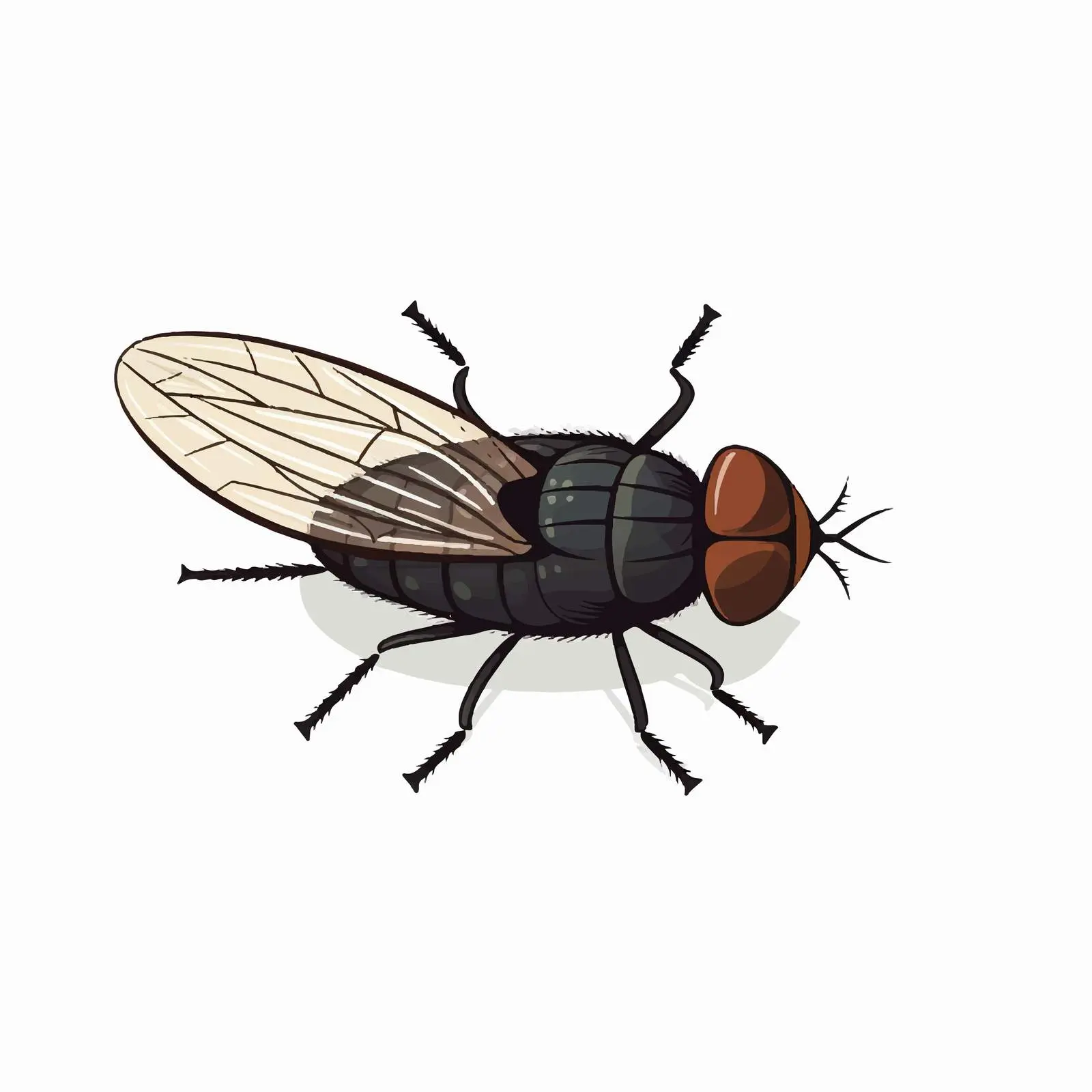 Cartoon Fly Vector Line Illustration on White Background – free bug image from Dotvec