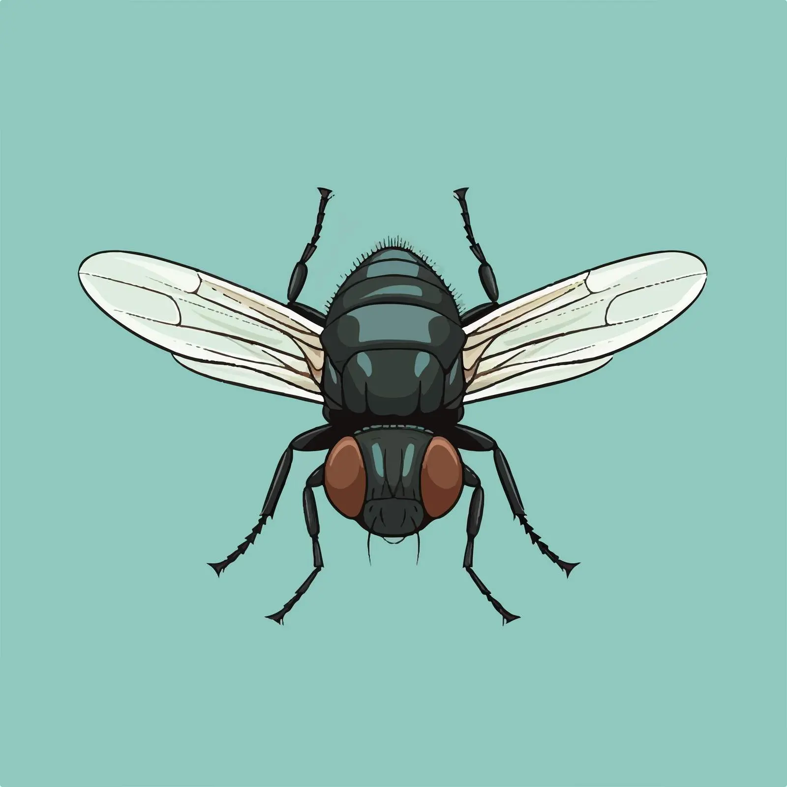 Top View Fly Vector Illustration on White Background — free download from Dotvec