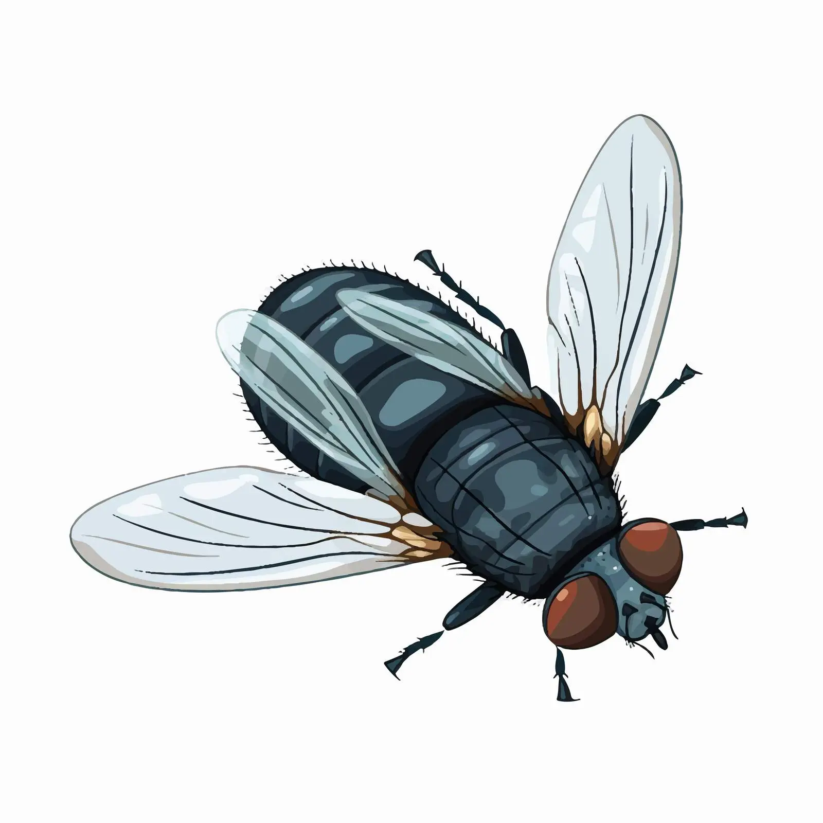 Top View Fly Vector Illustration on White Background — free download from Dotvec