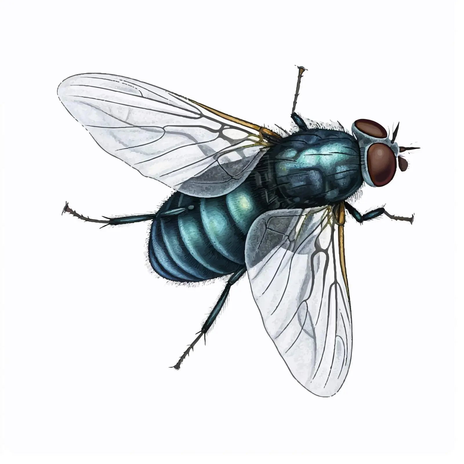 Top View Fly Vector Illustration on White Background — free download from Dotvec