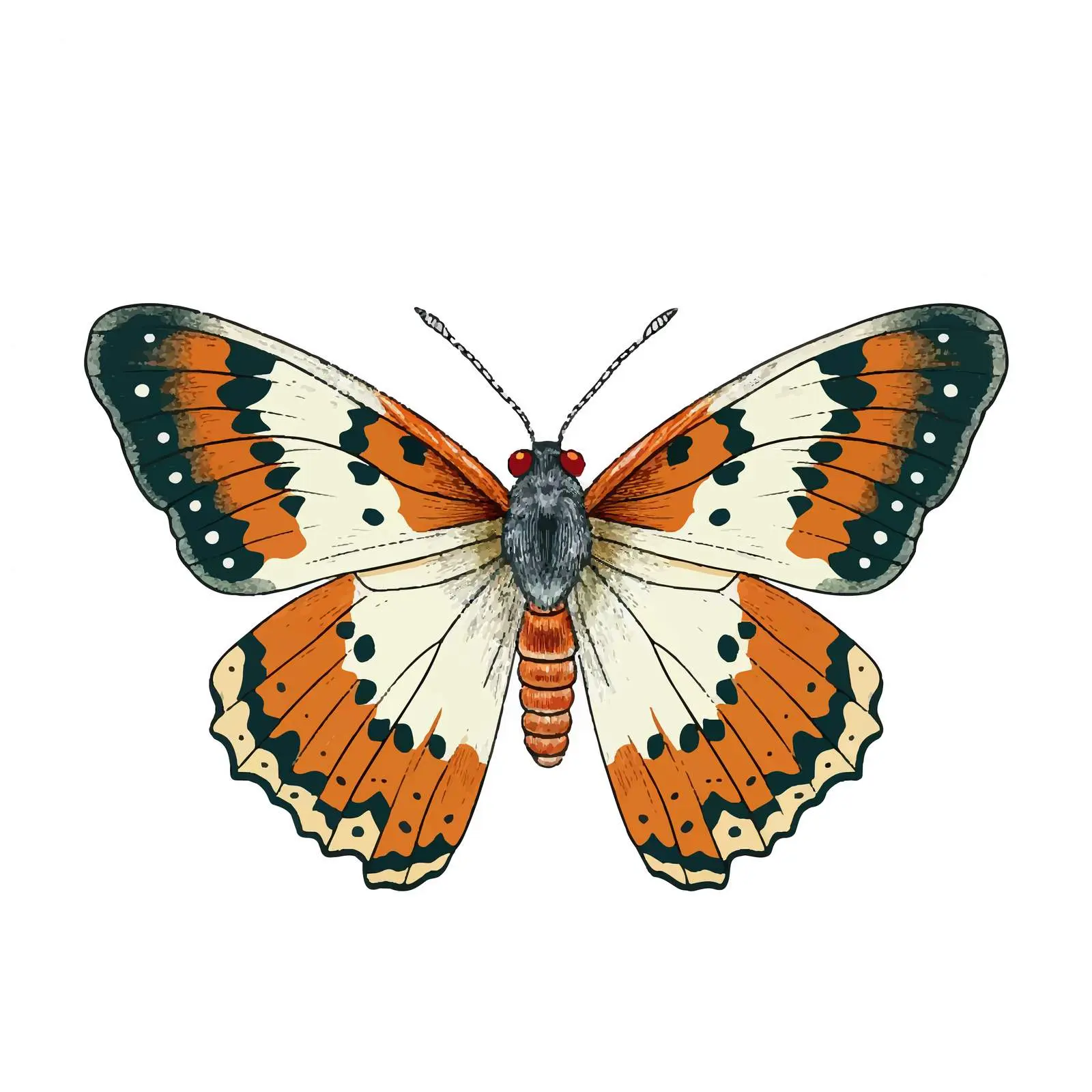 Vintage Flying Butterfly of Anthocharis Damone — free download from Dotvec