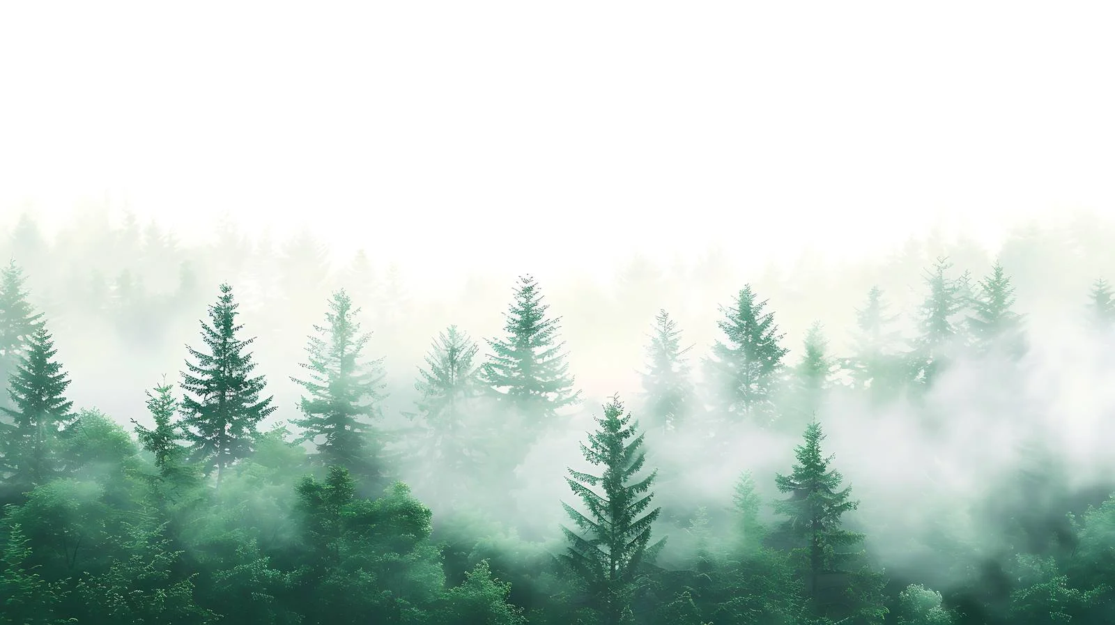 Misty Woodland Clearing on White Background — free download from Dotvec