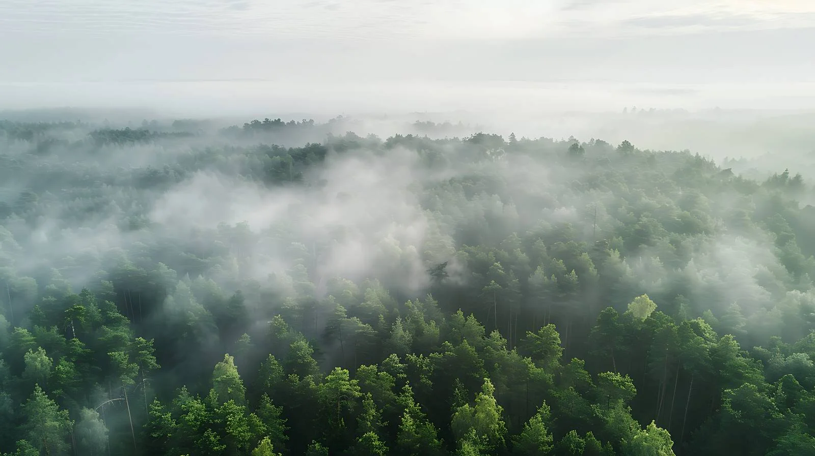 Misty Forest Aerial View Tranquility Shot — free download from Dotvec