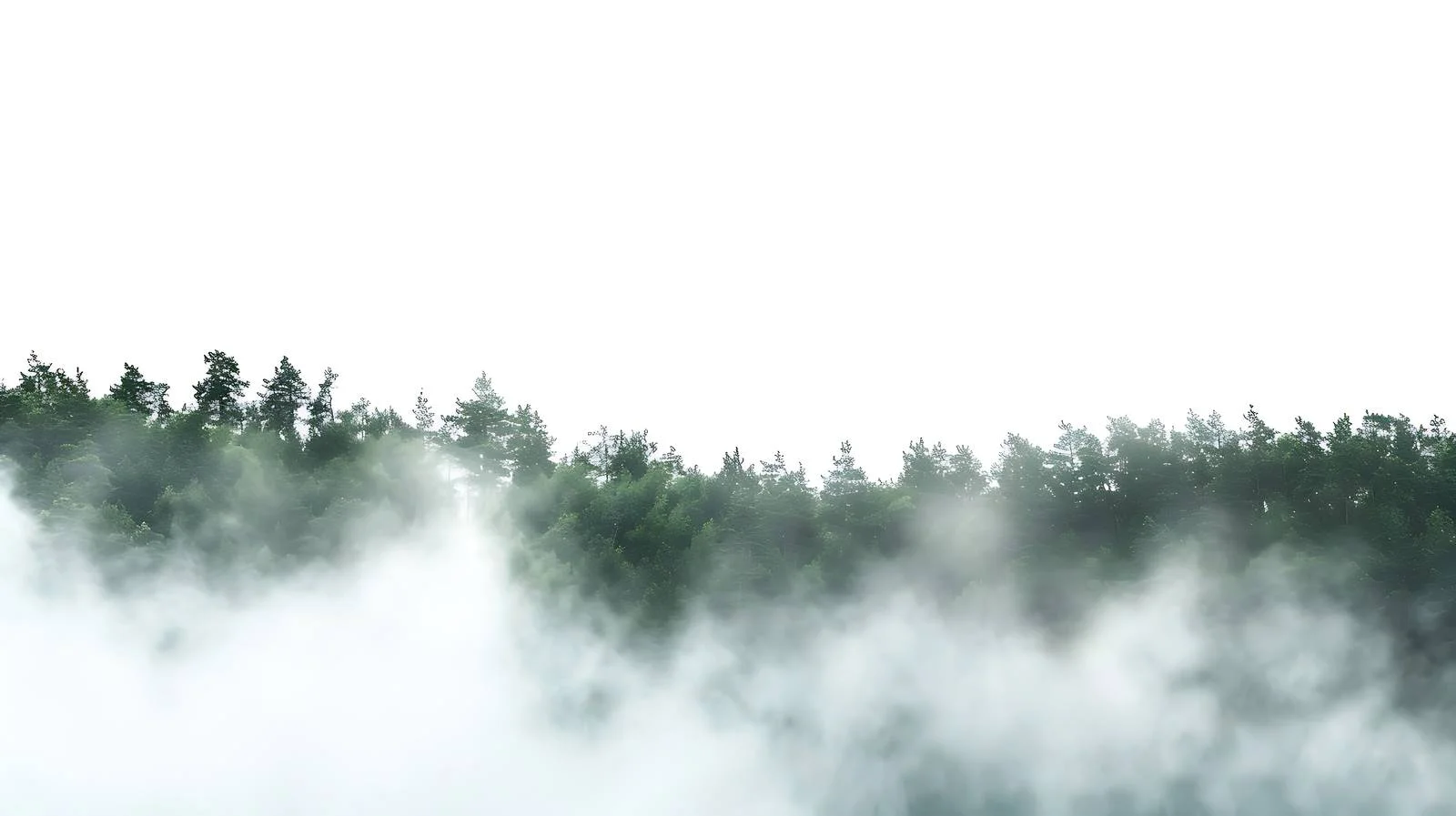 Misty Forest Morning on White Background — free download from Dotvec