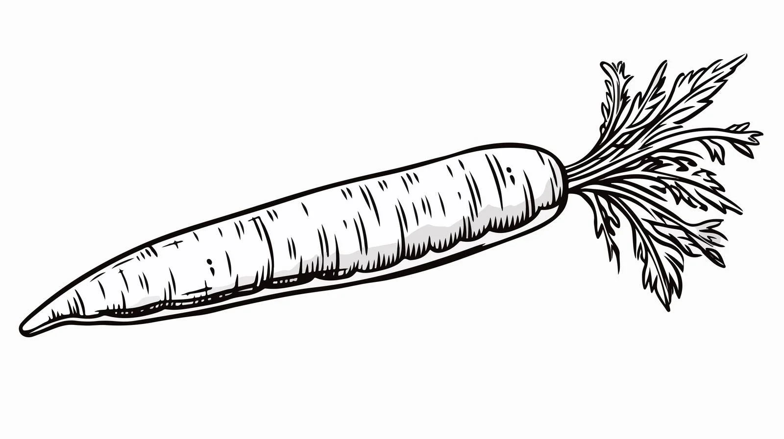 Cartoon Carrot Drawing — free download from Dotvec