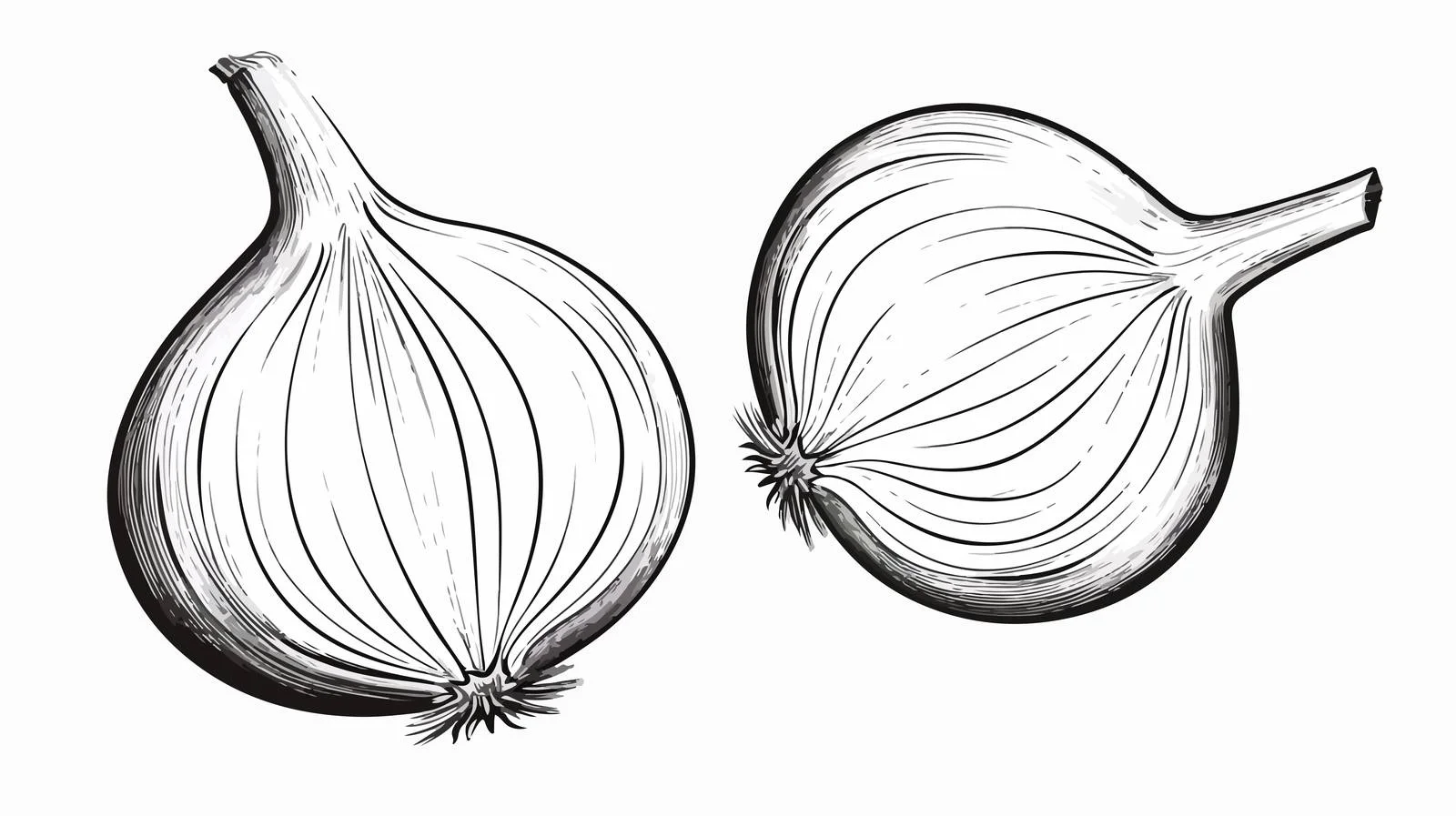 Cartoon Sliced Onion Drawing — free download from Dotvec