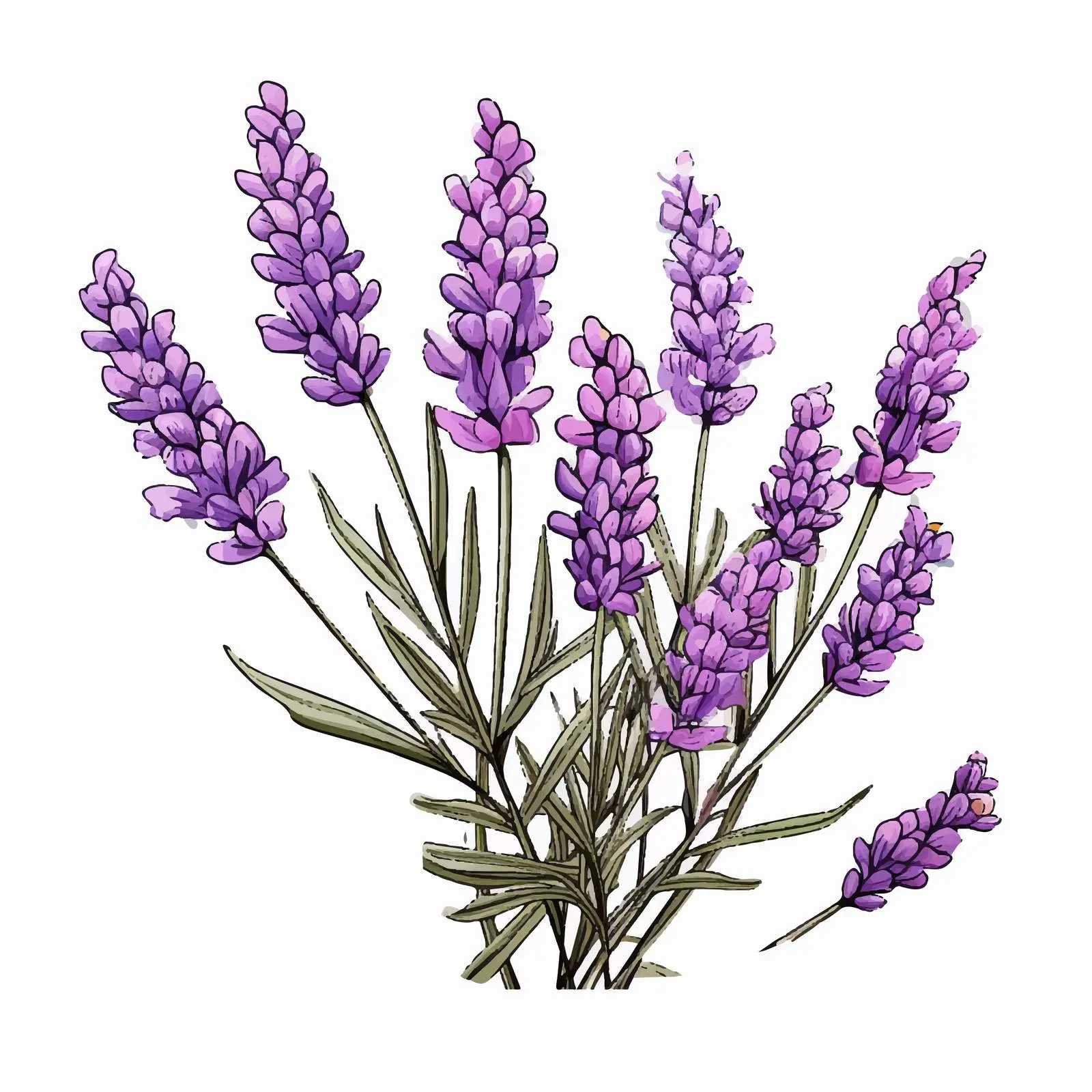 Floral Drawing of Blossomed French Lavender — free download from Dotvec