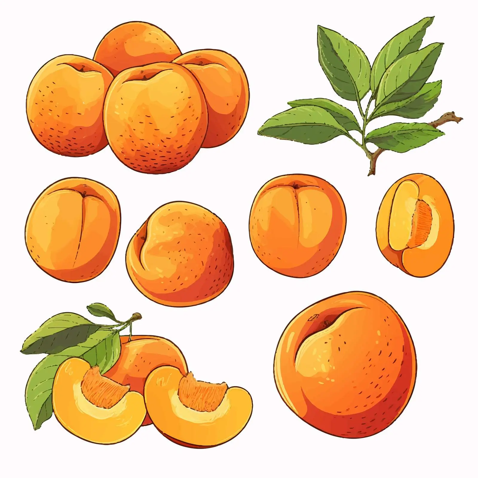 Vintage Apricot Drawing with Leaf and Slice — free download from Dotvec