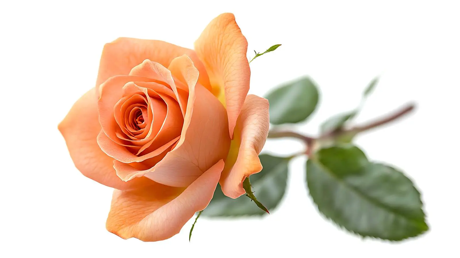 Elegant Rose on White Background — free download from Dotvec