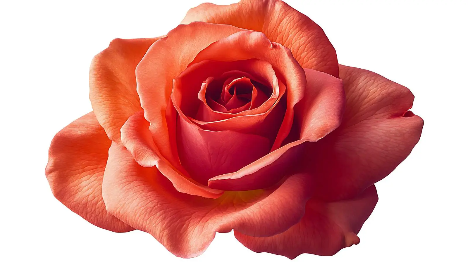 Exquisite Rose on White Background — free download from Dotvec