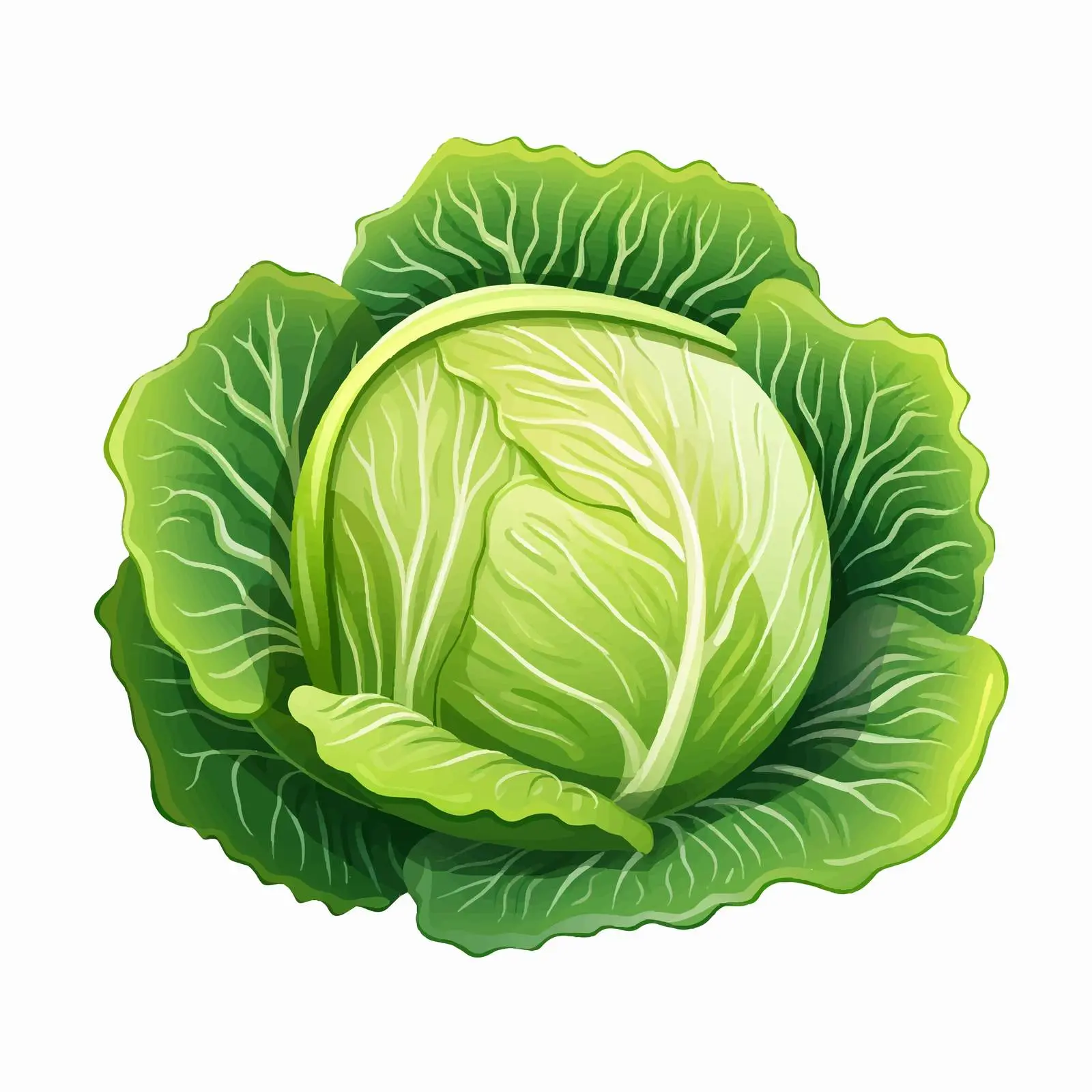 Fresh Cabbage Vegetable Cartoon Vector Illustration — free download from Dotvec