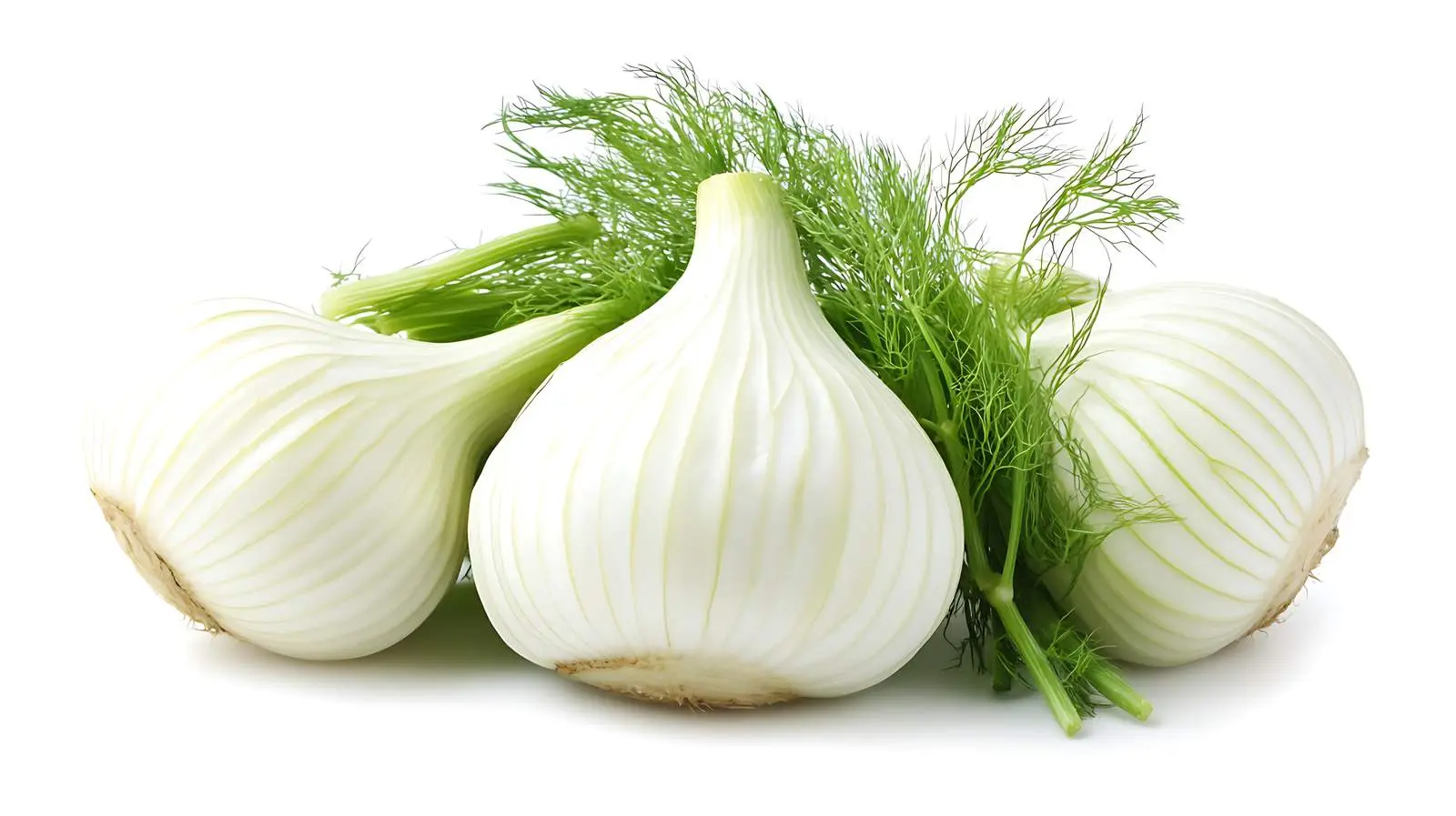Fresh Fennel Bulb on White Background — free download from Dotvec