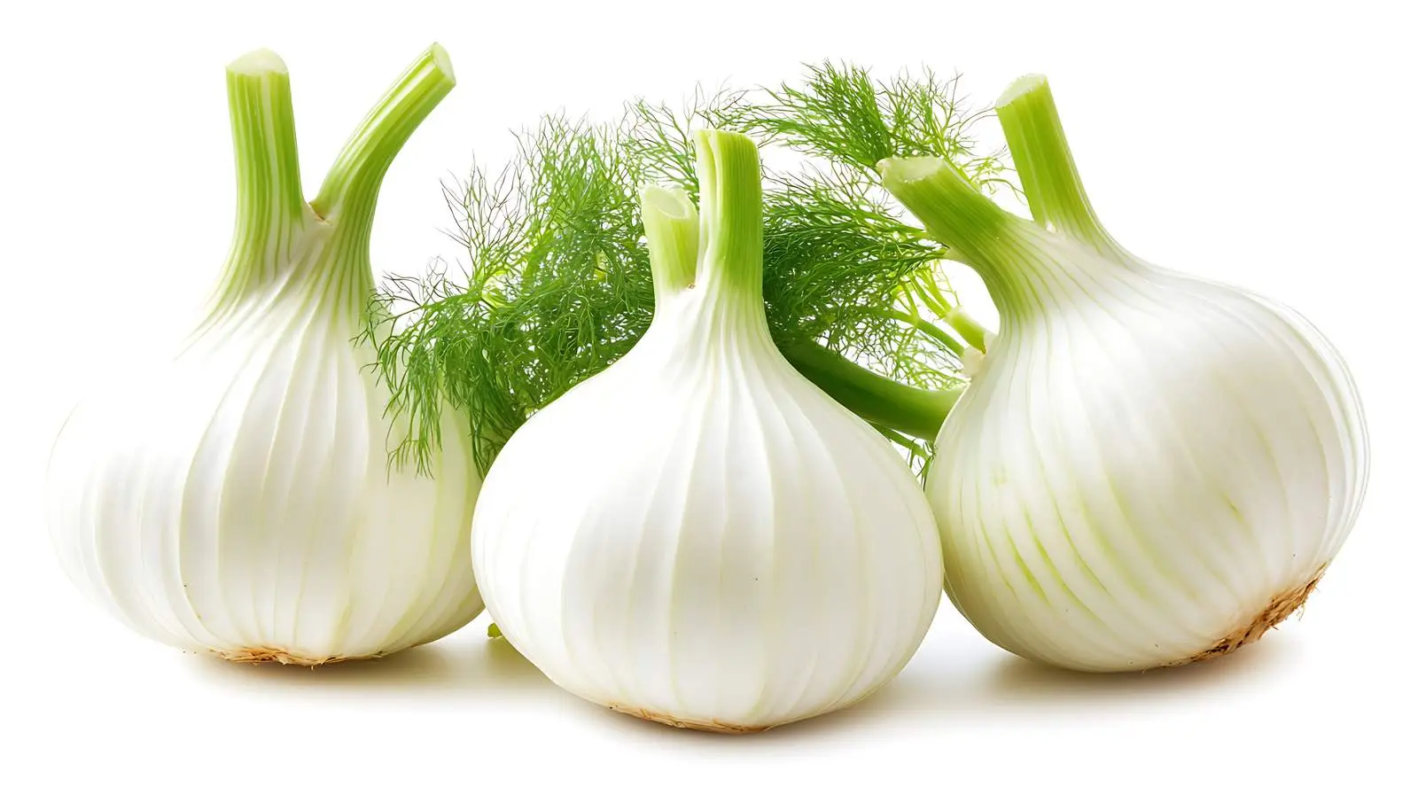 Fresh Fennel Bulb on White Background — free download from Dotvec
