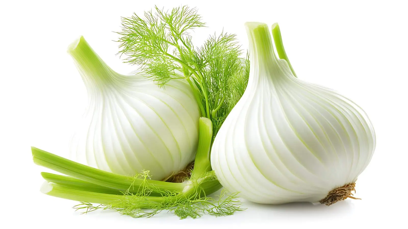 Fresh Fennel Bulb on White Background — free download from Dotvec