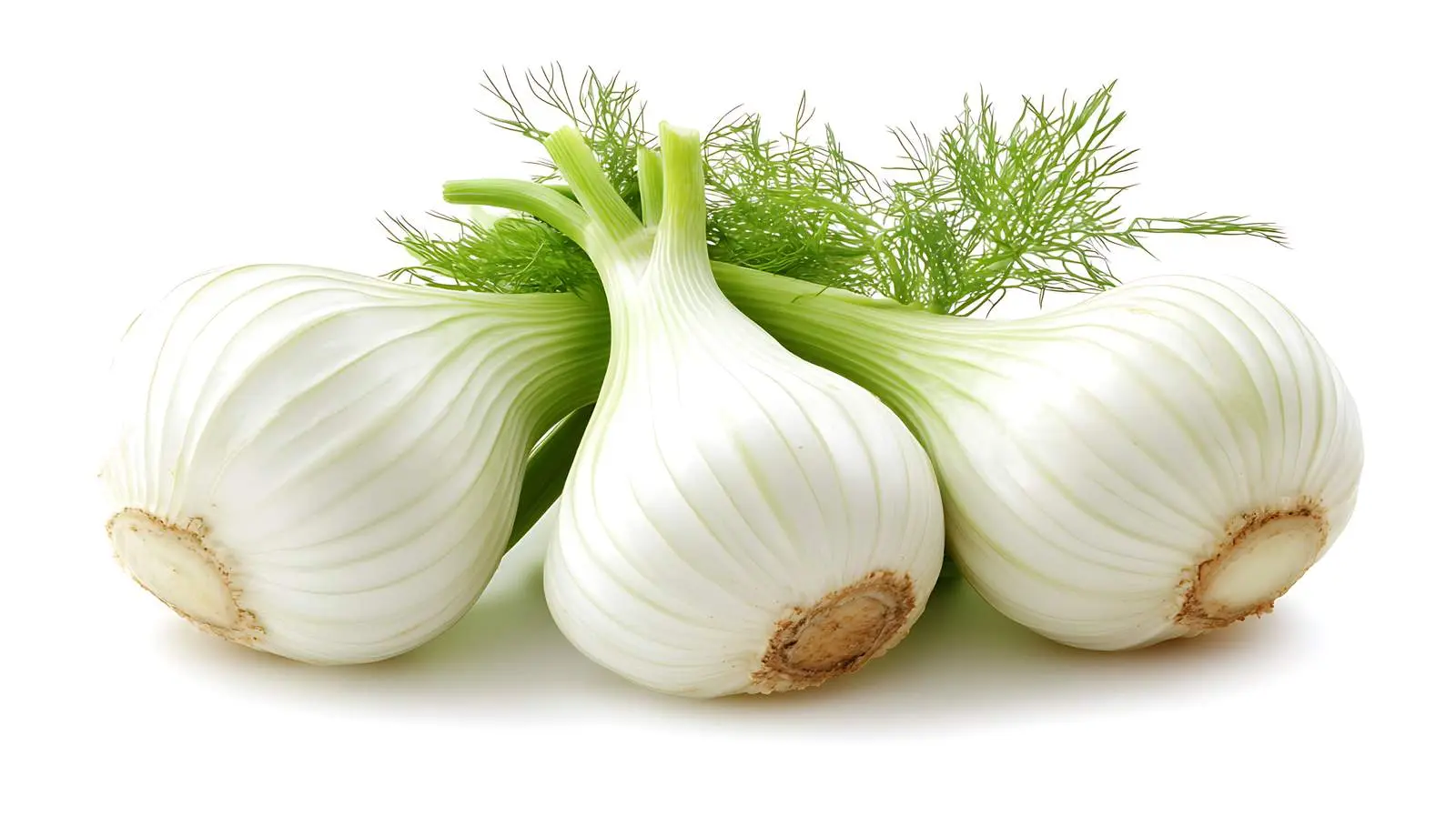 Fresh Fennel Bulb on White Background — free download from Dotvec