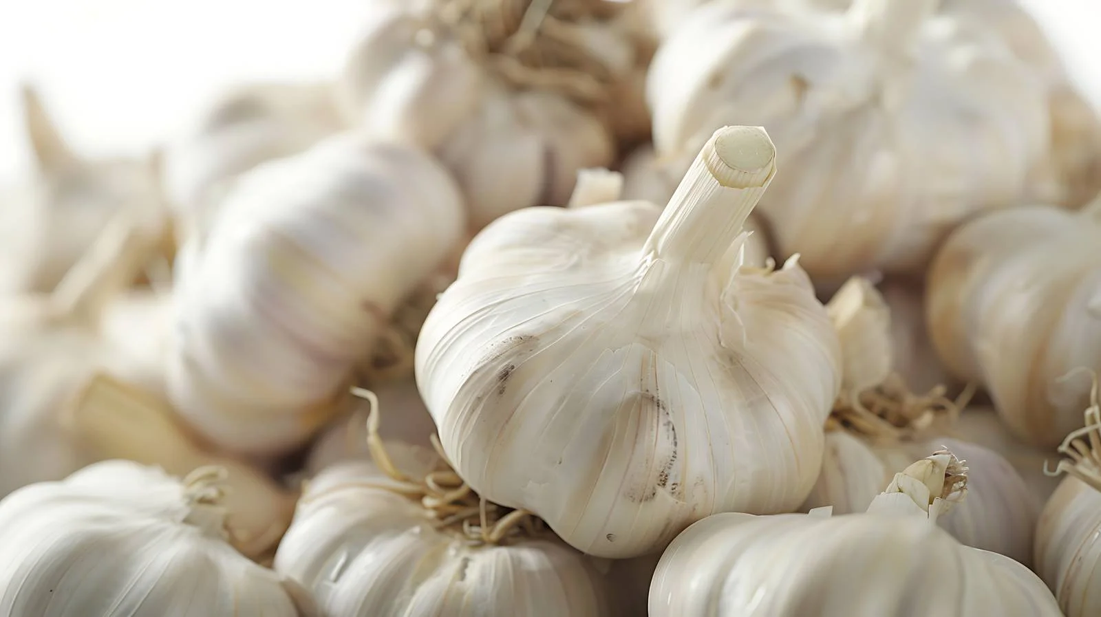 Close-up of Fresh Garlic Heads Pile — free download from Dotvec