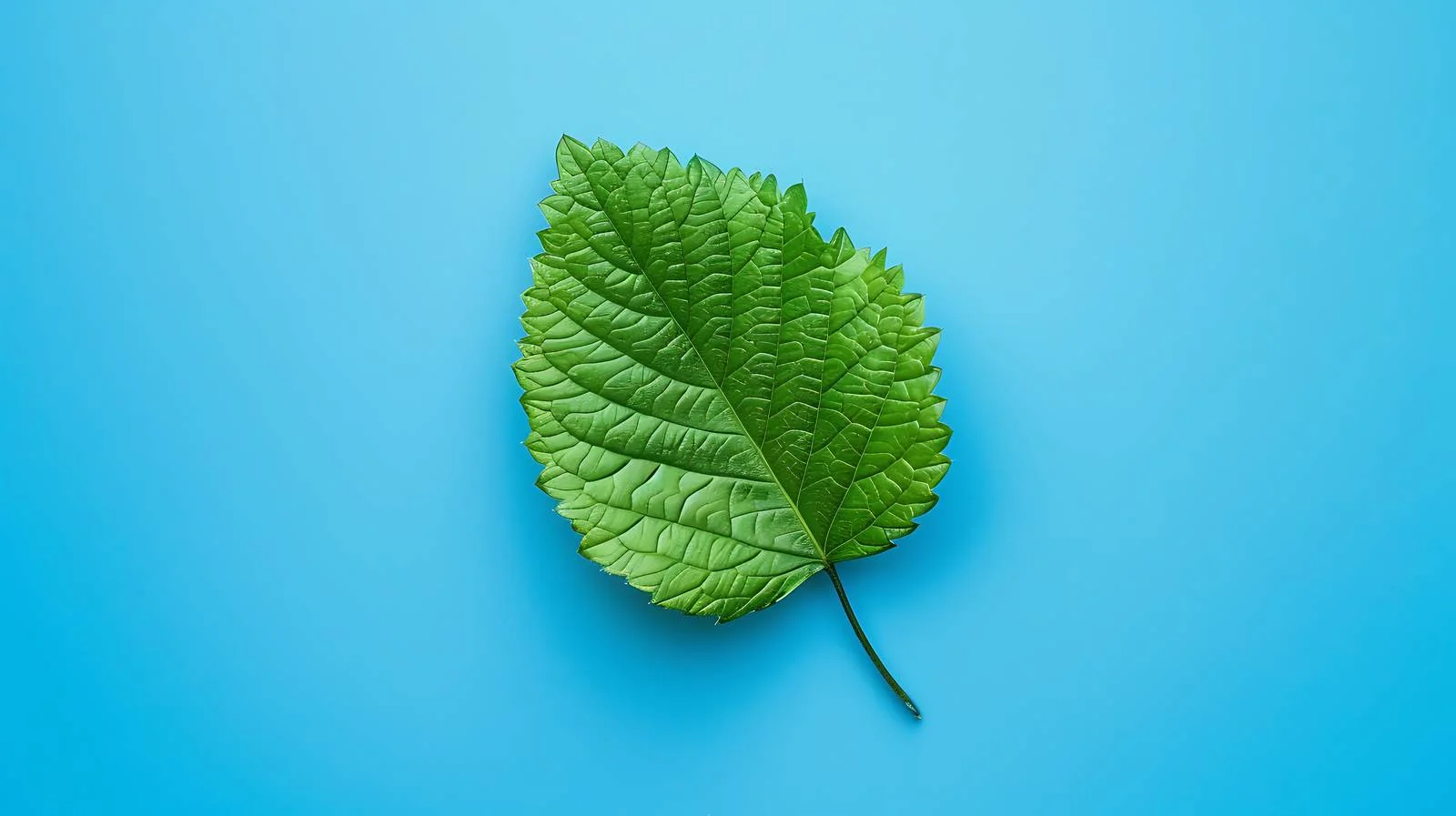 Minimal Green Leaf on Blue Background — free download from Dotvec