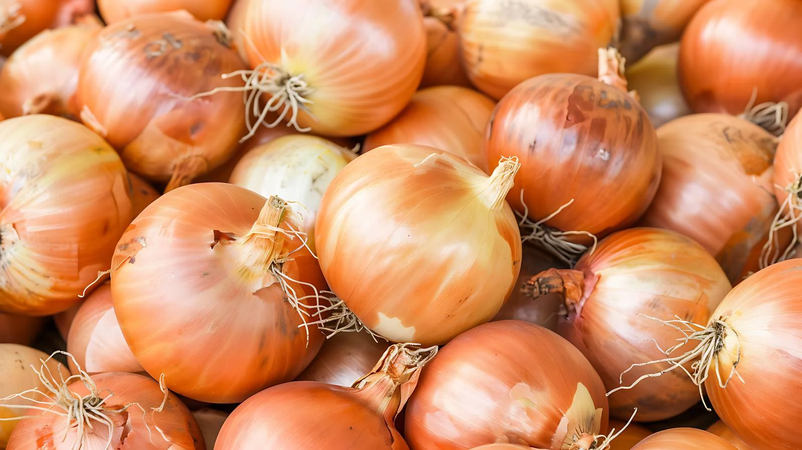 Vibrant Onions on Market Display Close-Up — free download from Dotvec
