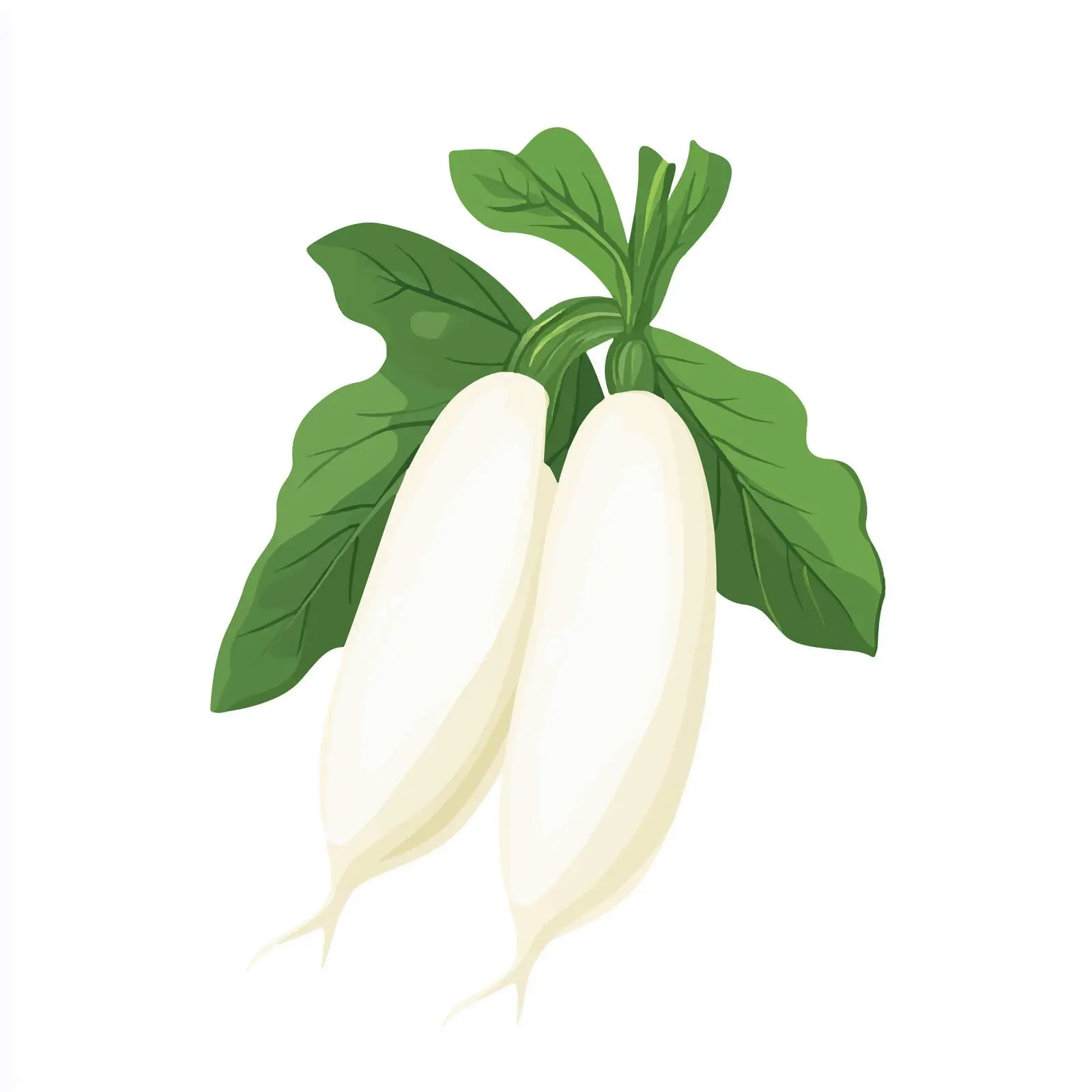 Fresh Radish Vegetable Vector Icon — free download from Dotvec