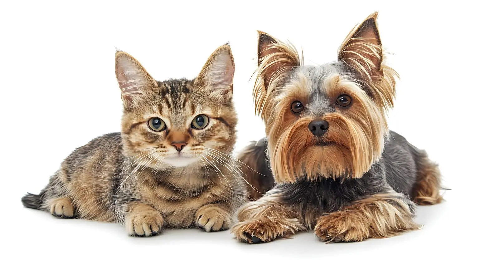Yorkshire Terrier and Cat Funny Portrait — free download from Dotvec