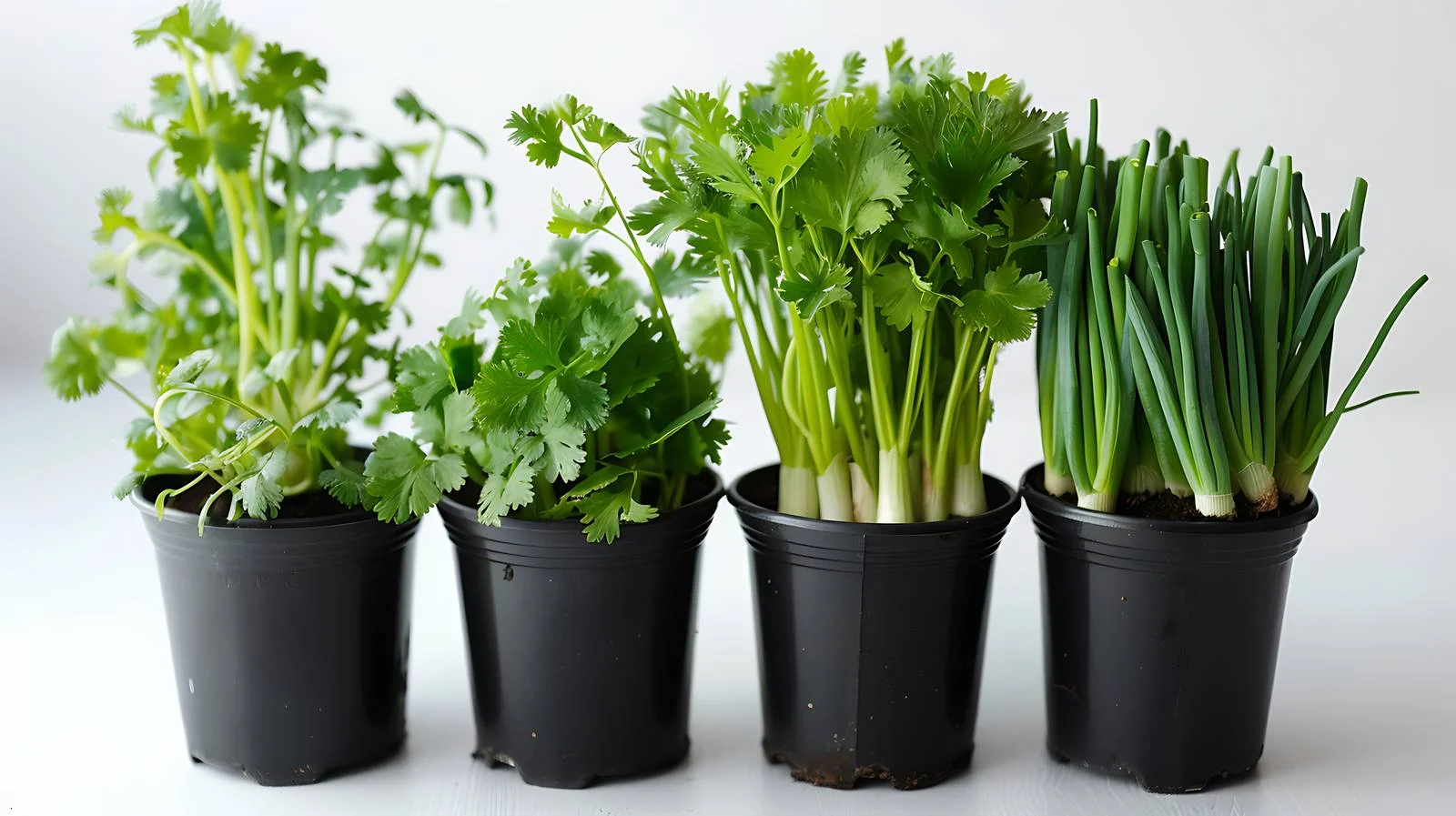 Container Gardening with Scallions and Cilantro — free download from Dotvec