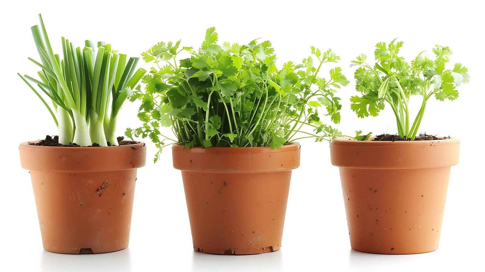 Urban Gardening: Scallions & Cilantro Cultivation — free download from Dotvec