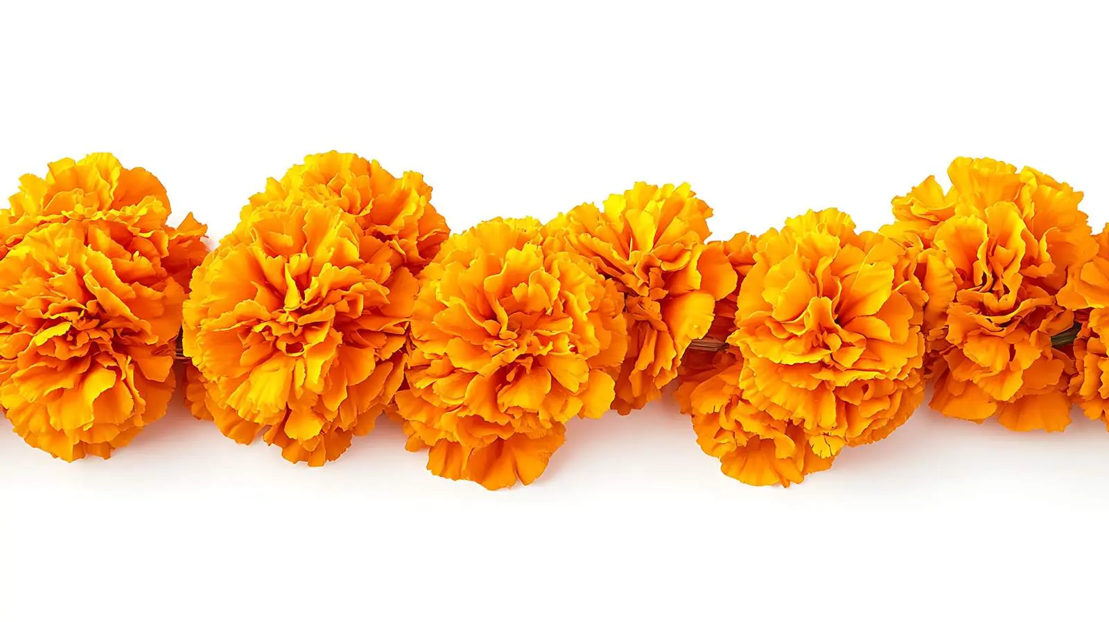 Indian Hindu Marigold Flower Garland — free download from Dotvec