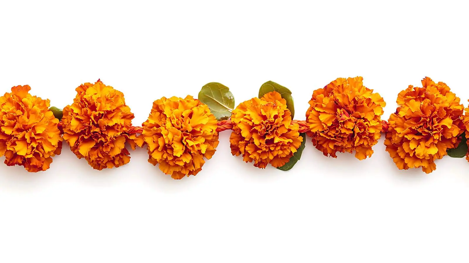 Traditional Marigold Garland Usage — free download from Dotvec