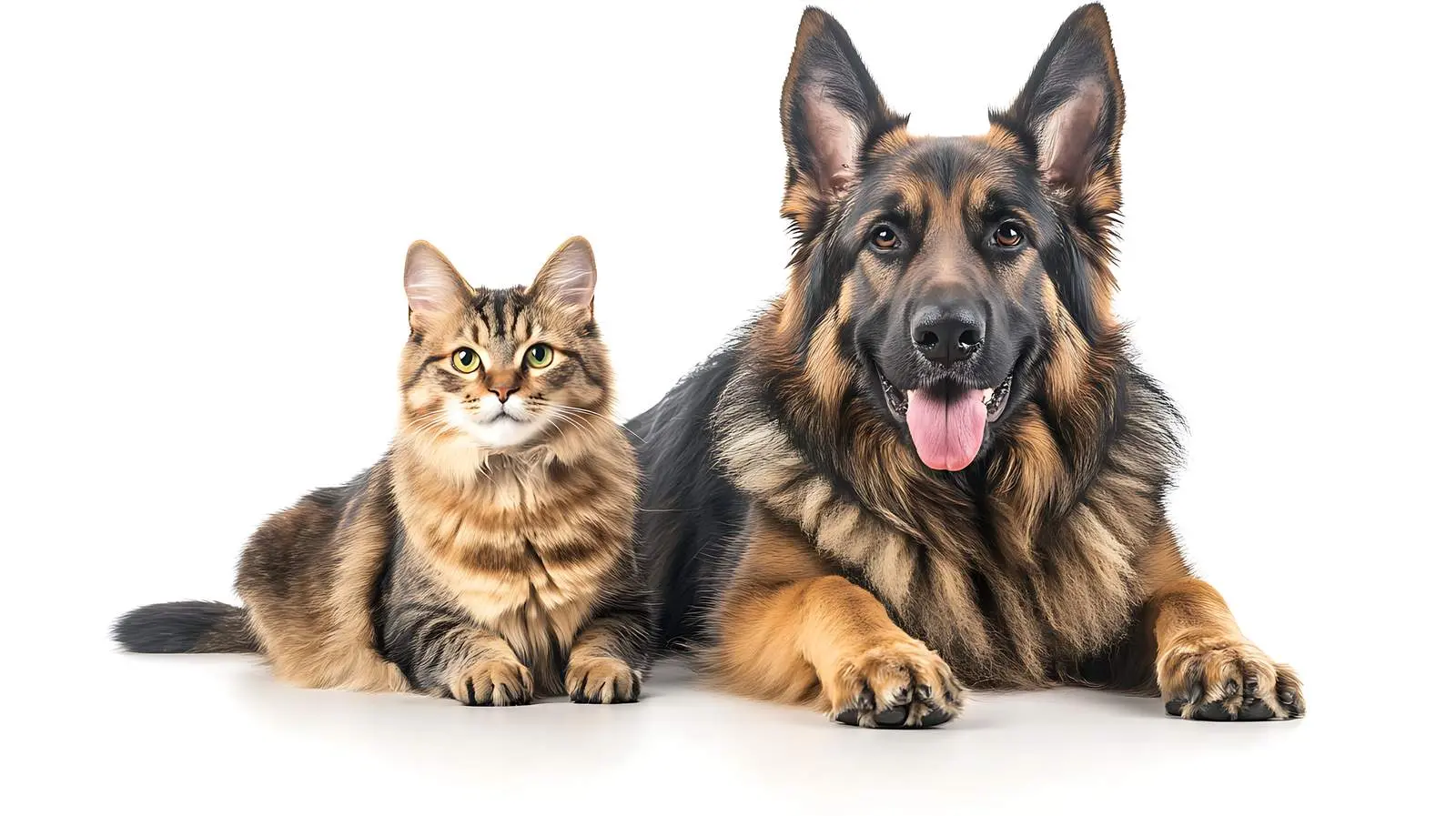 German Shepherd and Scottish Straight Cat Together – free hind image from Dotvec