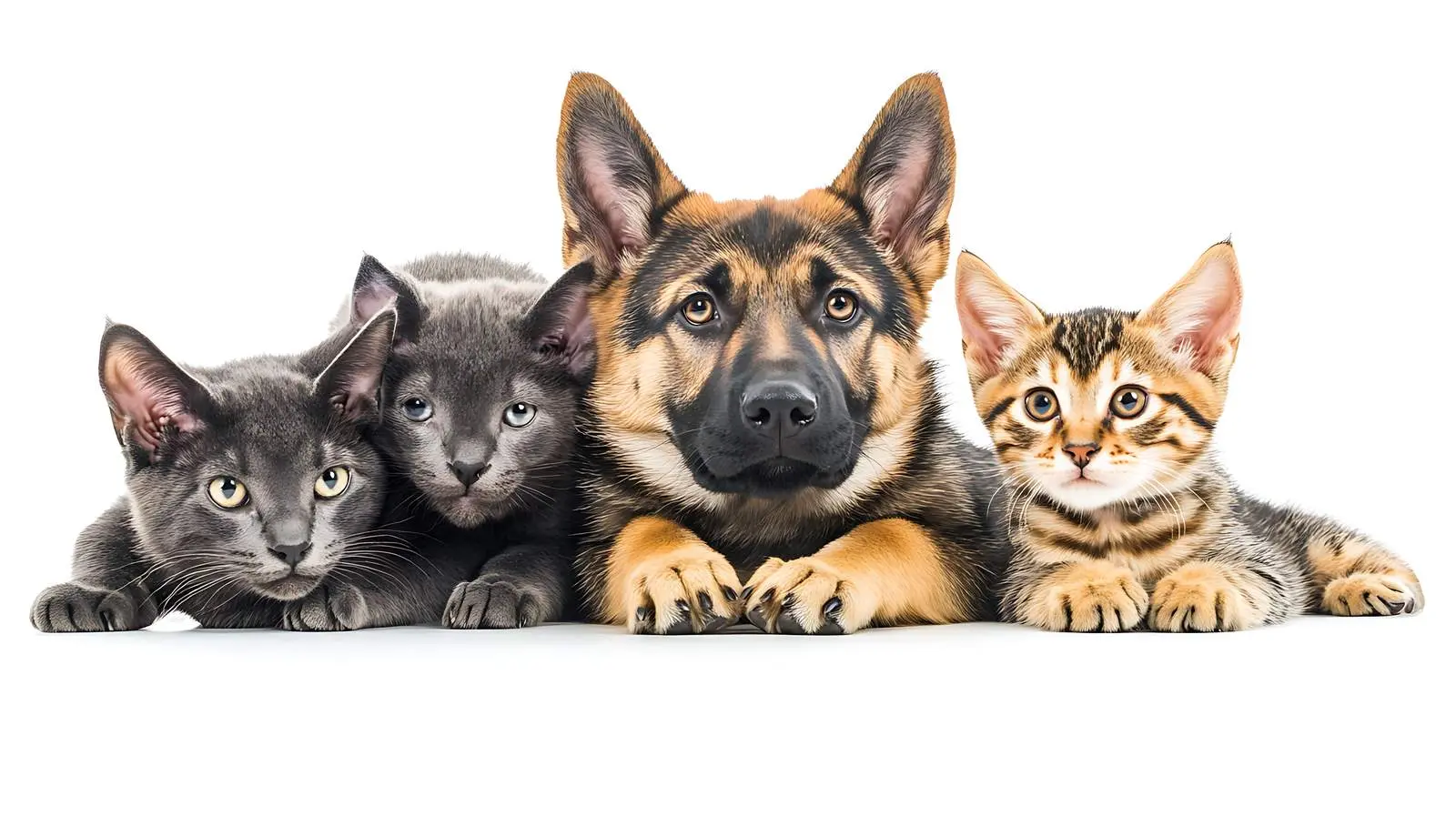 German Shepherd, Cat, and Pitbull Puppy Together — free download from Dotvec