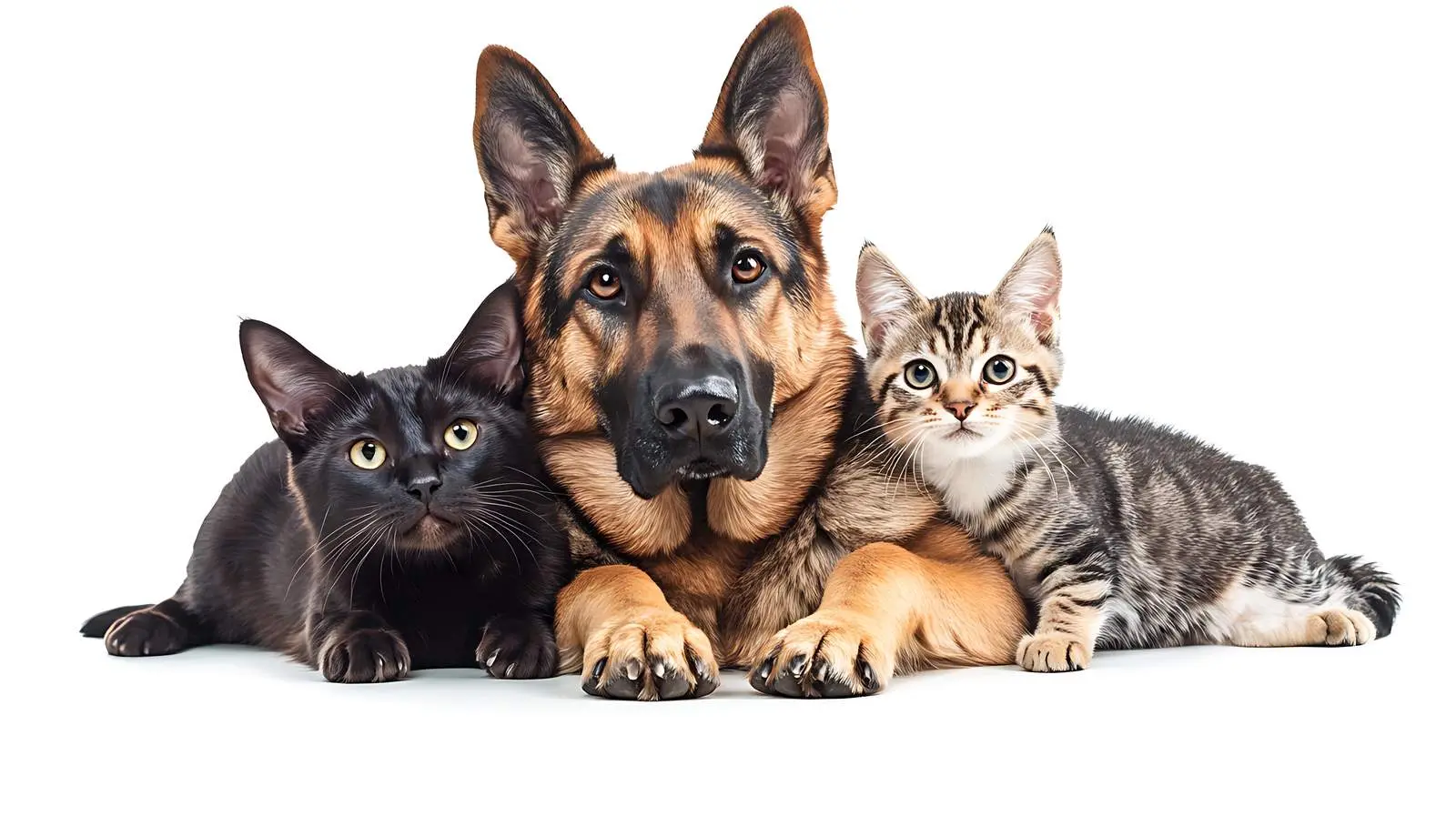 German Shepherd Cat and Pitbull Puppy Together — free download from Dotvec