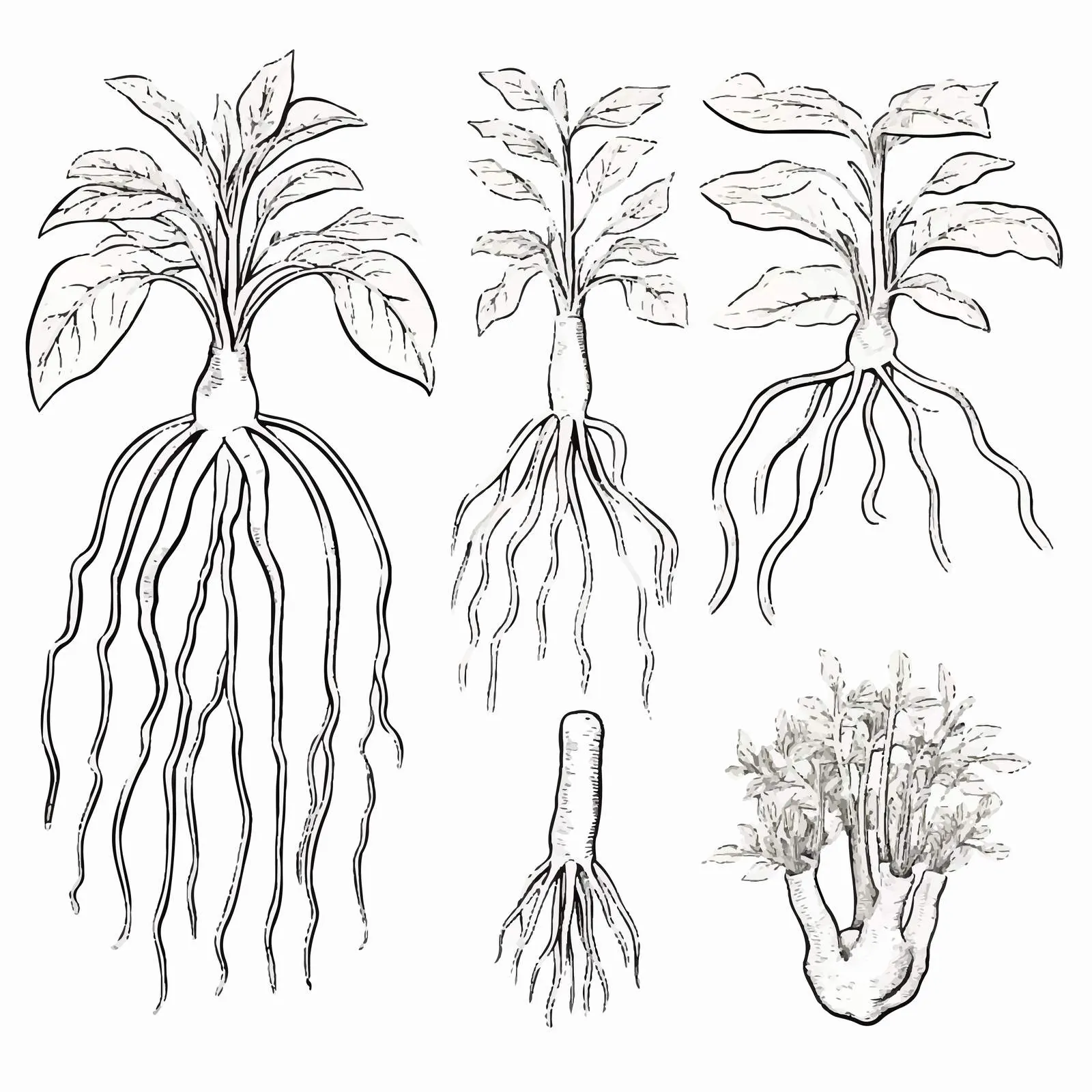 Isolated Ginseng Plant Root Illustration — free download from Dotvec