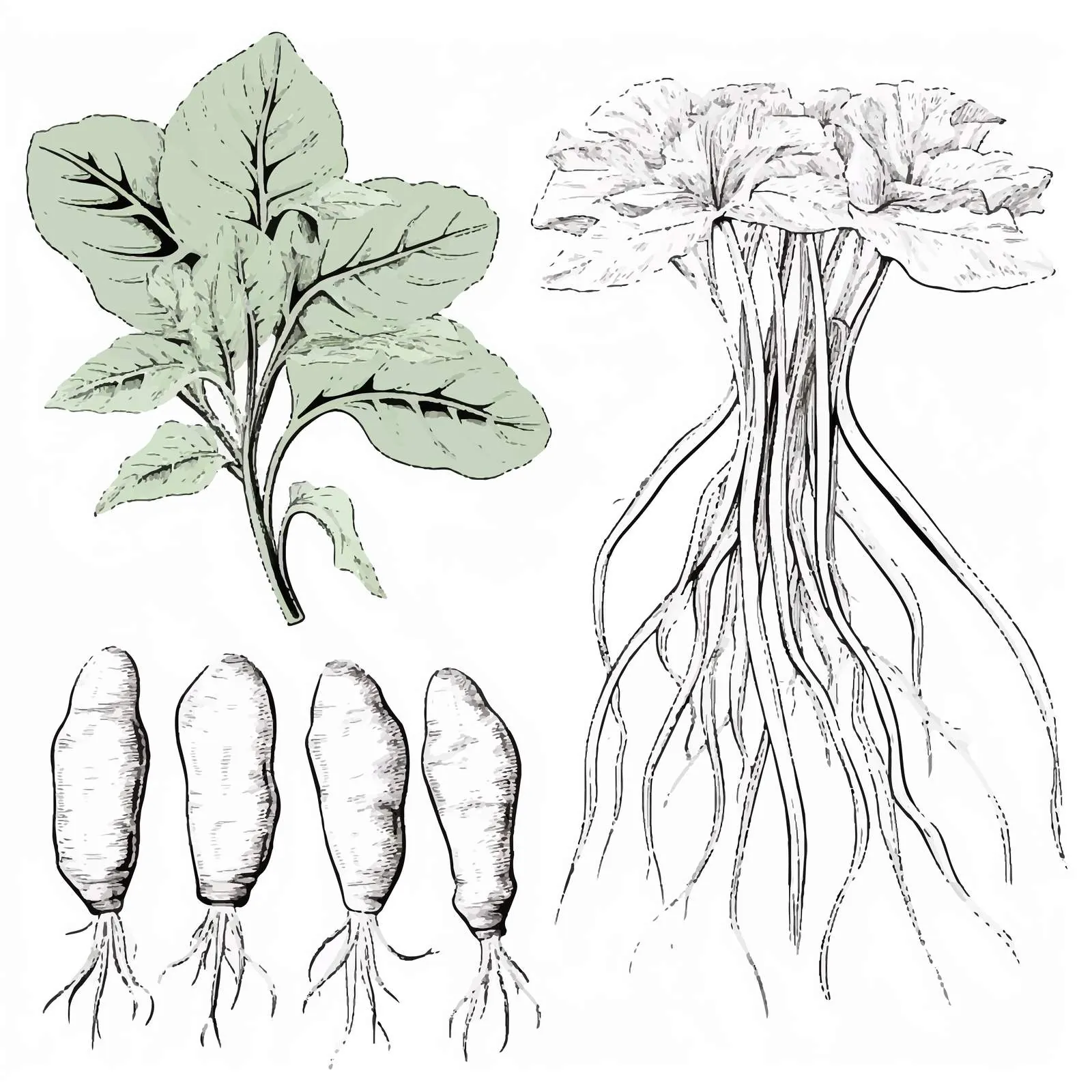 Ginseng Botanical Illustration of Medical Root — free download from Dotvec