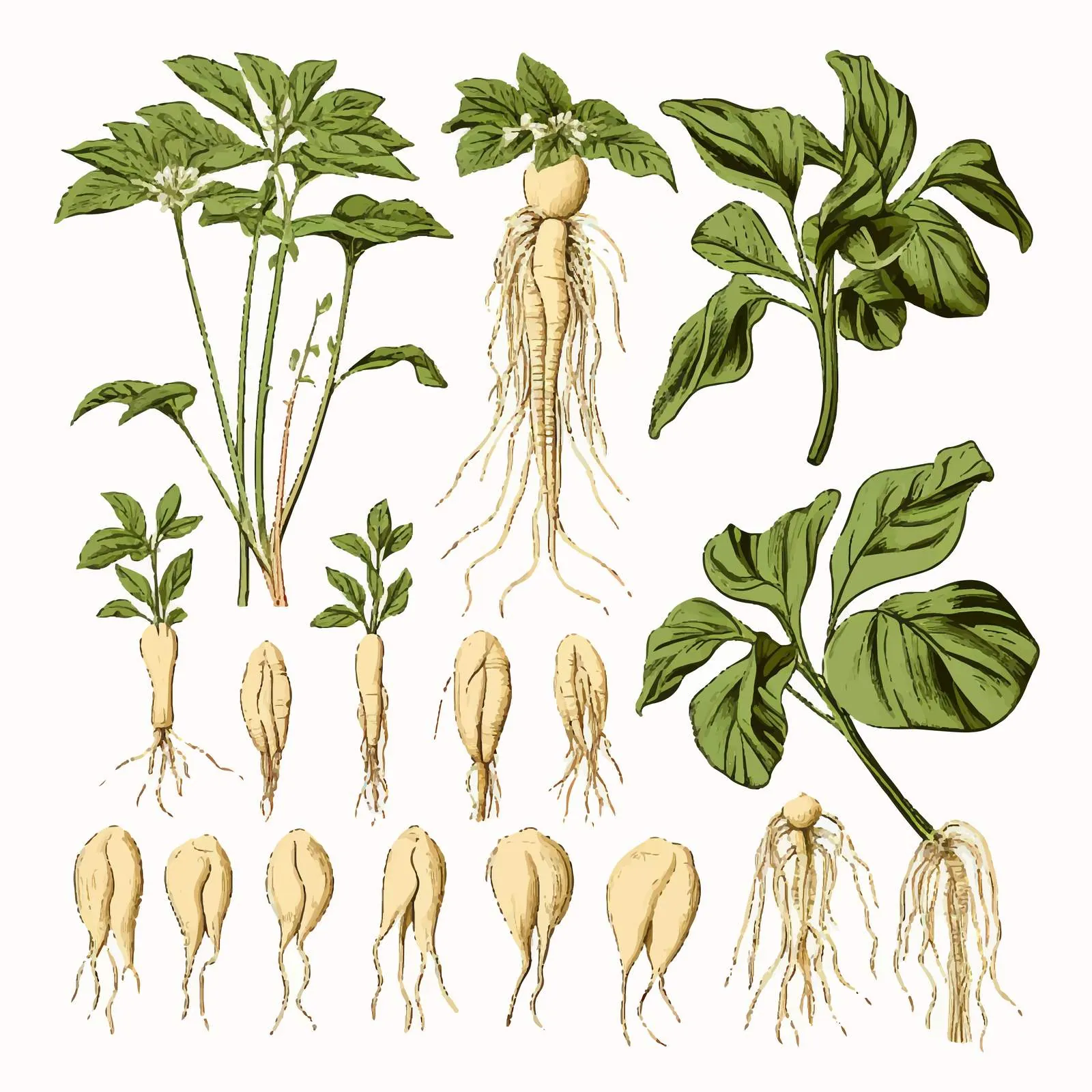 Isolated Ginseng Plant Root Illustration — free download from Dotvec
