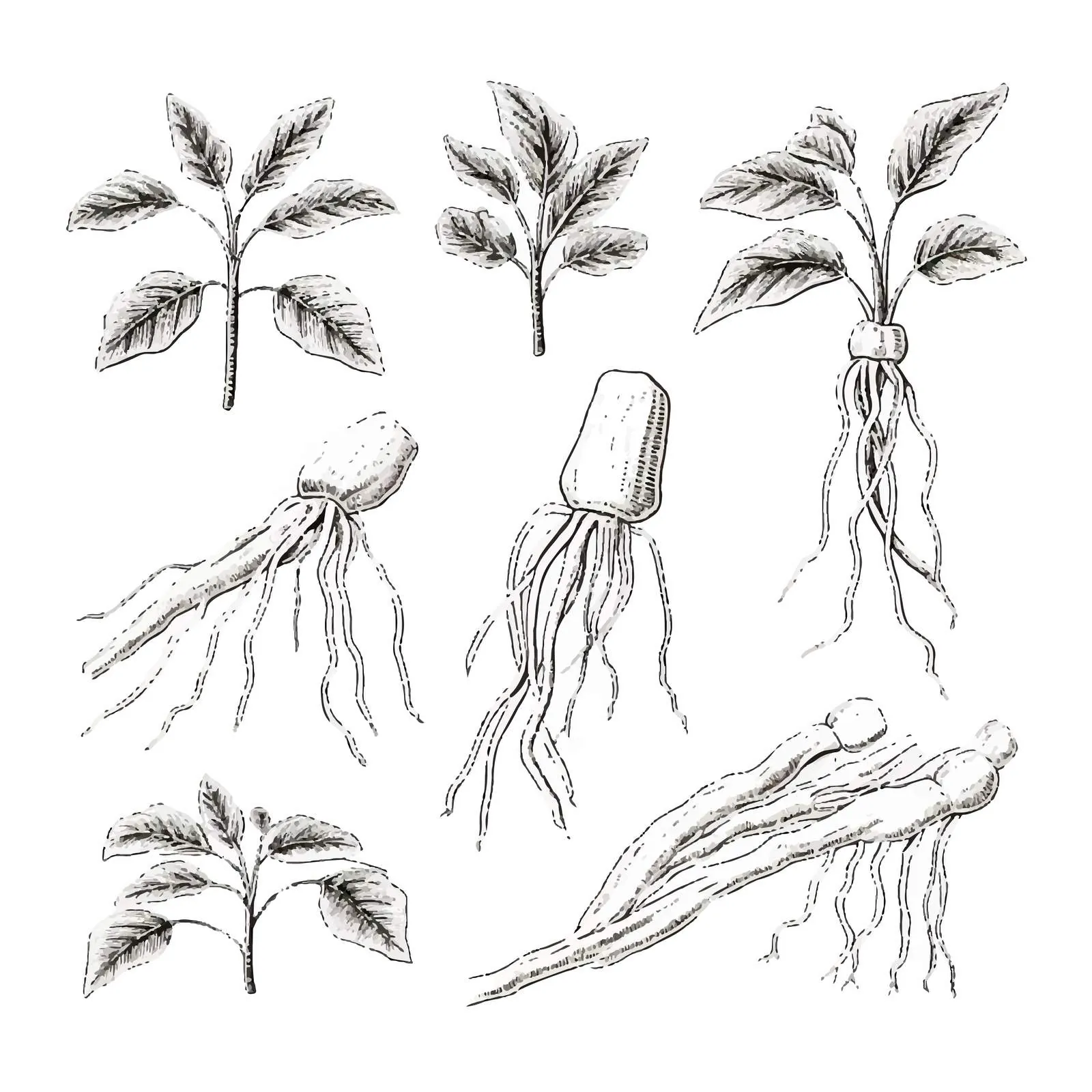 Ginseng Medical Botanical Illustration - Isolated Plant Root — free download from Dotvec