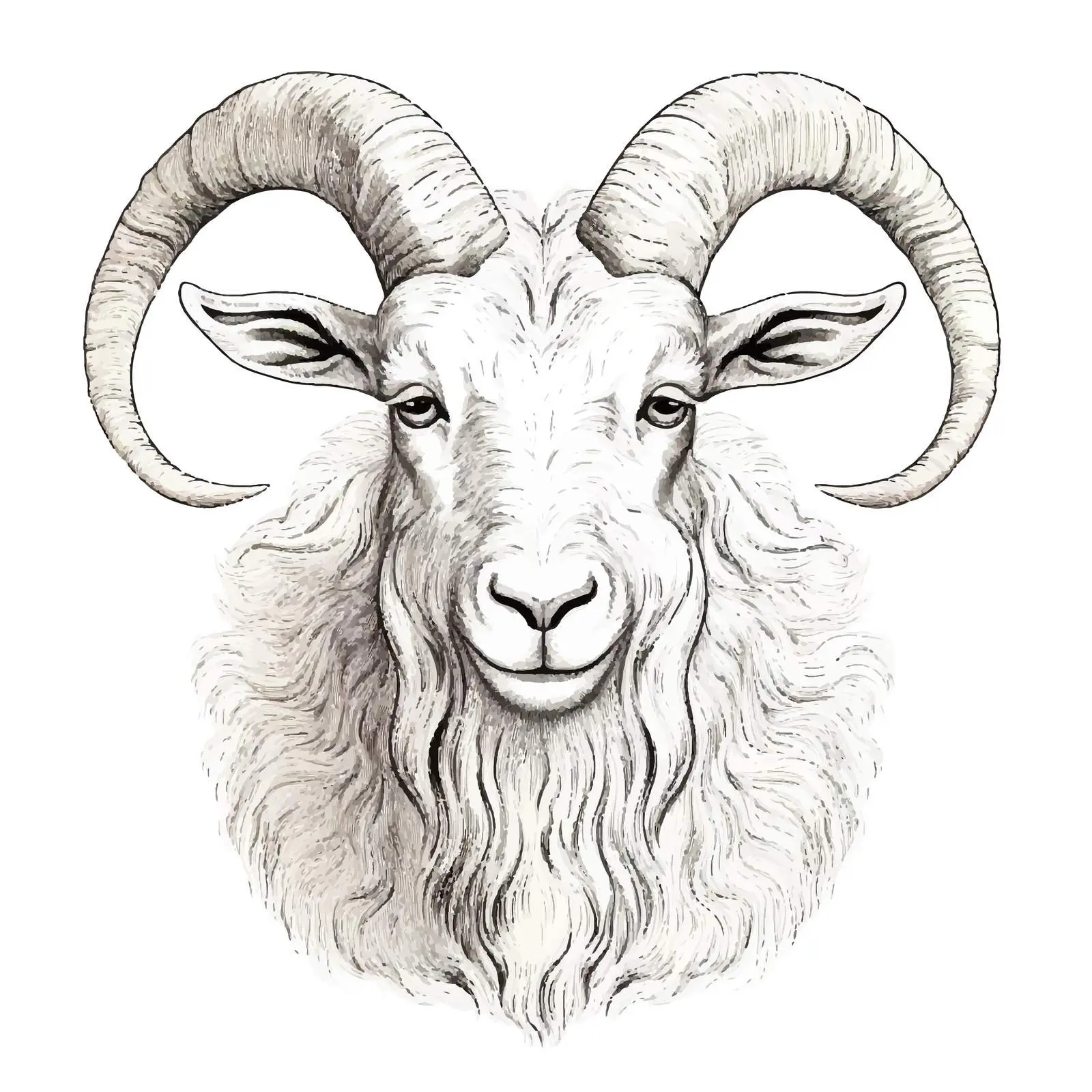 Goat Sketch Vector Illustration on White Background — free download from Dotvec