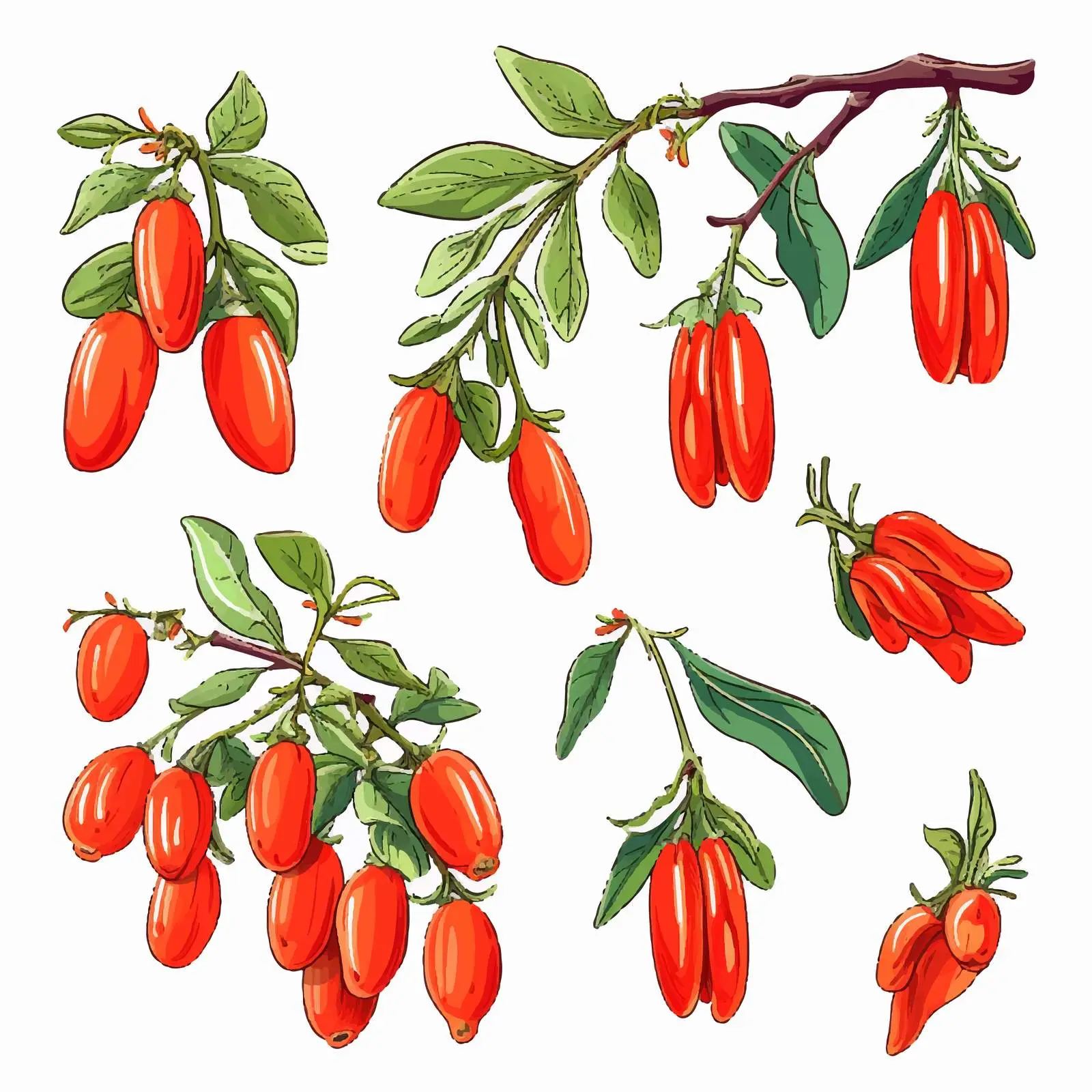 Hand Drawn Goji Berries on a Branch — free download from Dotvec