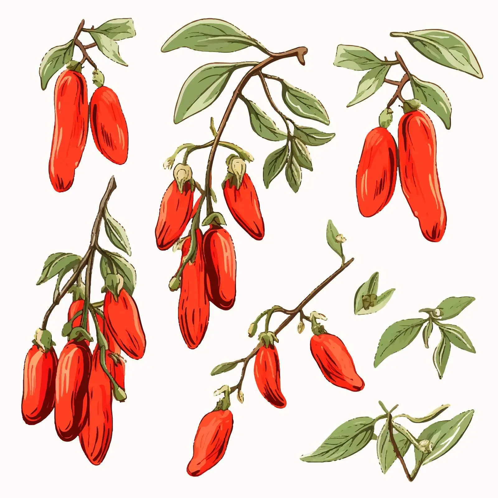 Hand-Drawn Goji Berries on Branch Illustration — free download from Dotvec
